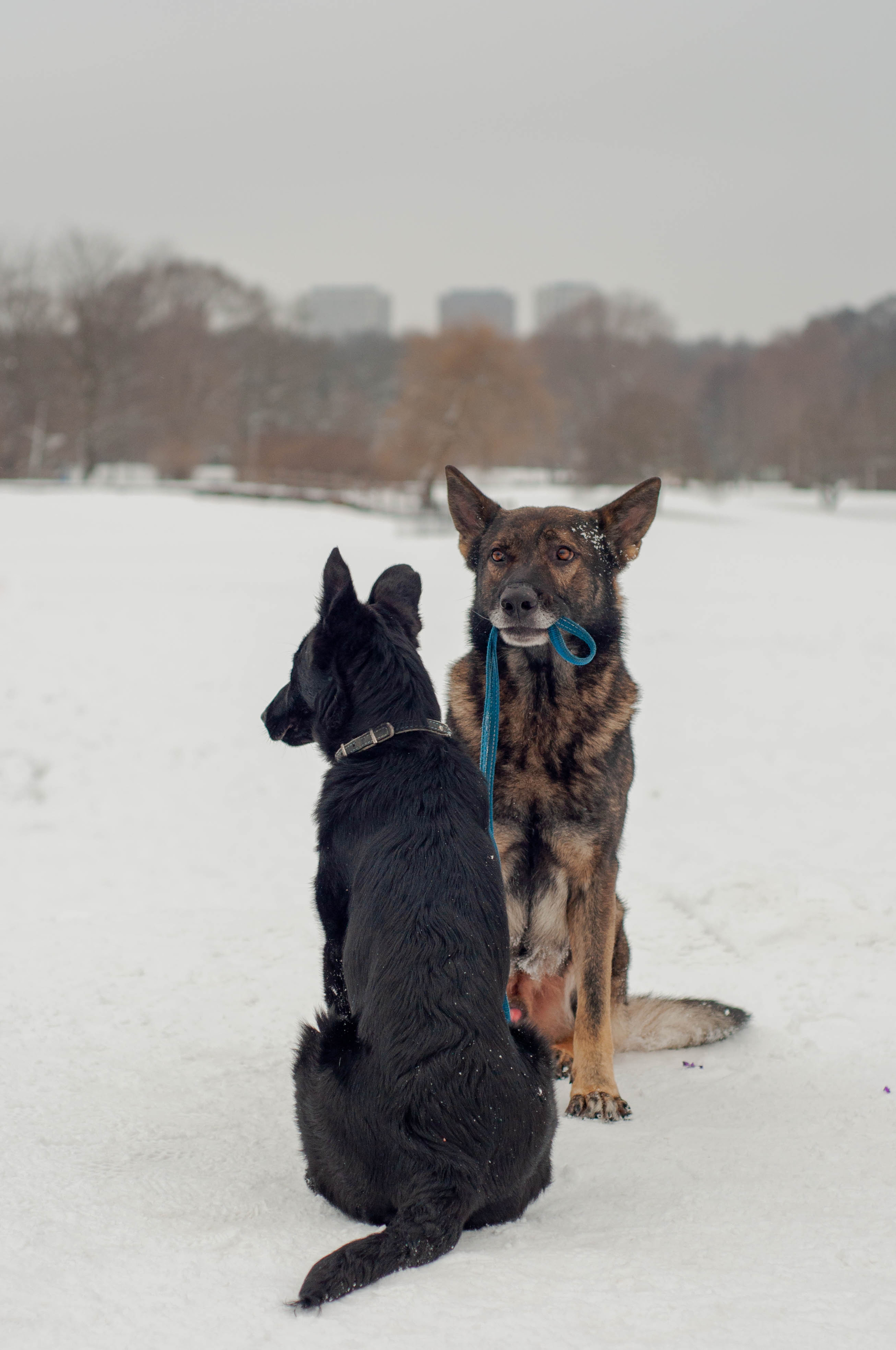 Older brother - My, German Shepherd, Dog, PHOTOSESSION, Brothers and sisters, Pets, Longpost