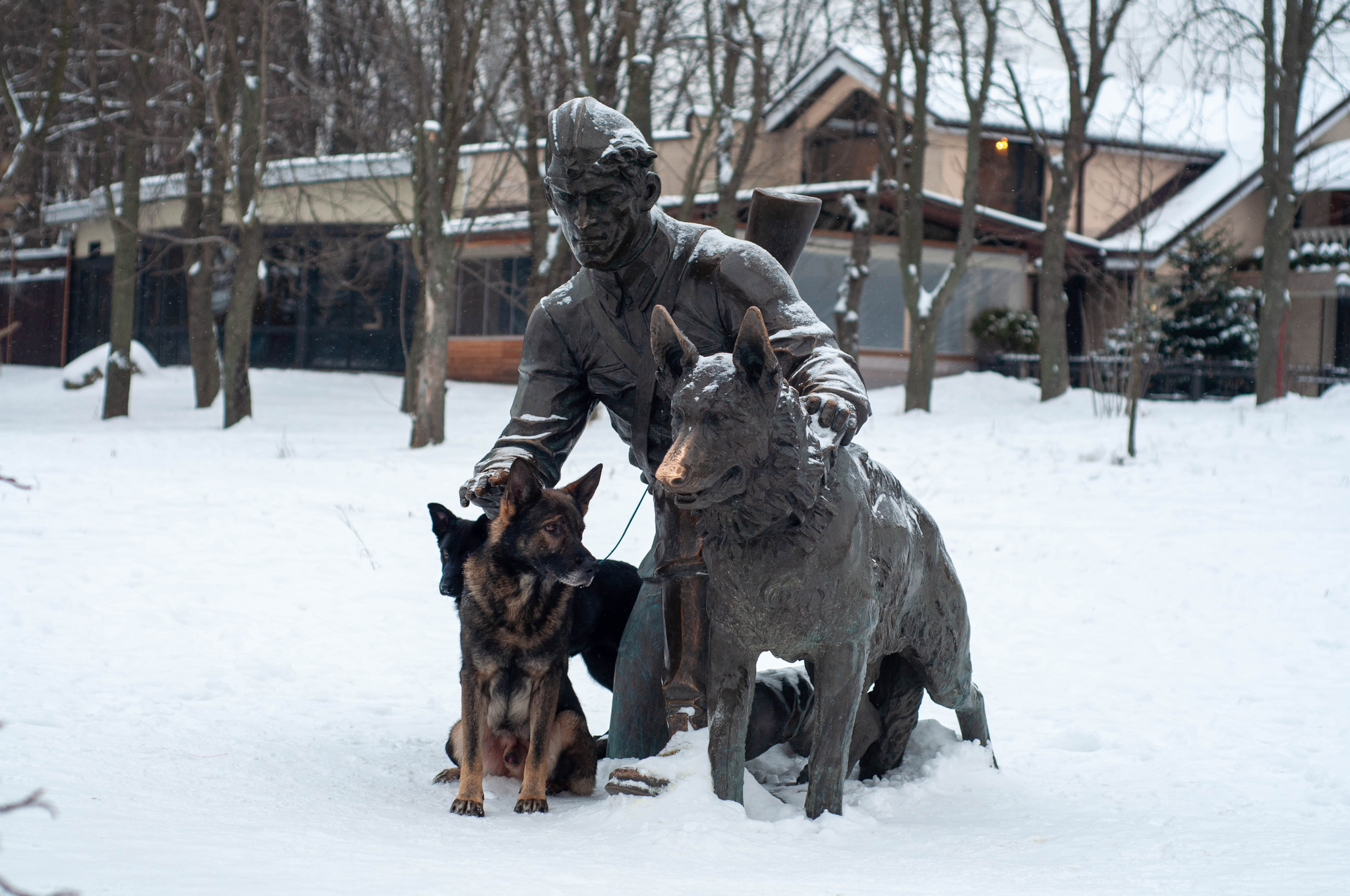 Older brother - My, German Shepherd, Dog, PHOTOSESSION, Brothers and sisters, Pets, Longpost