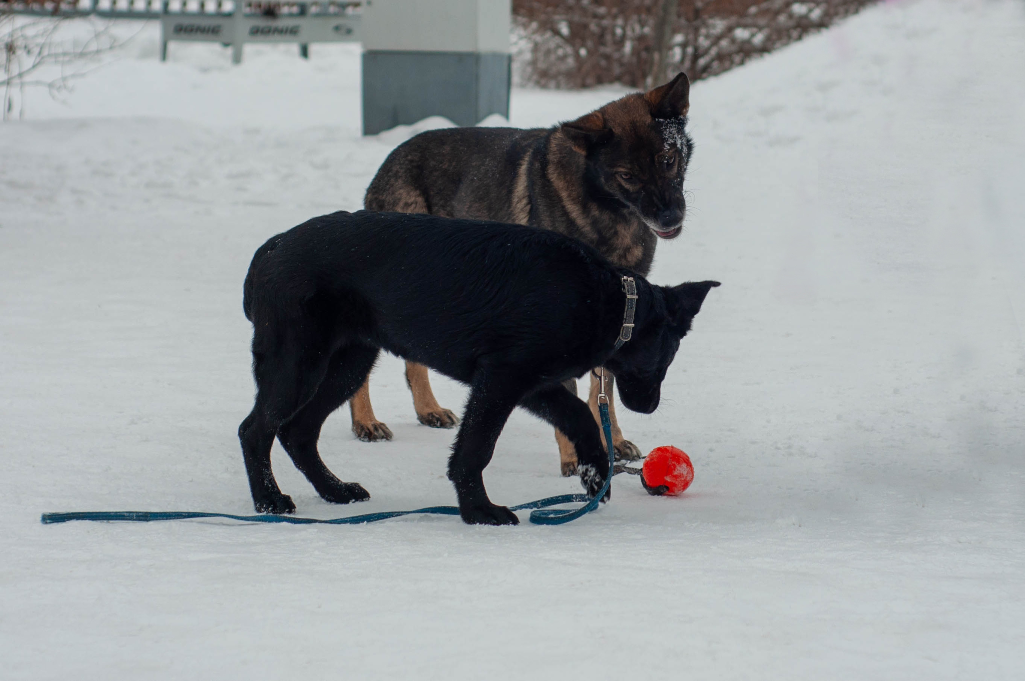 Older brother - My, German Shepherd, Dog, PHOTOSESSION, Brothers and sisters, Pets, Longpost