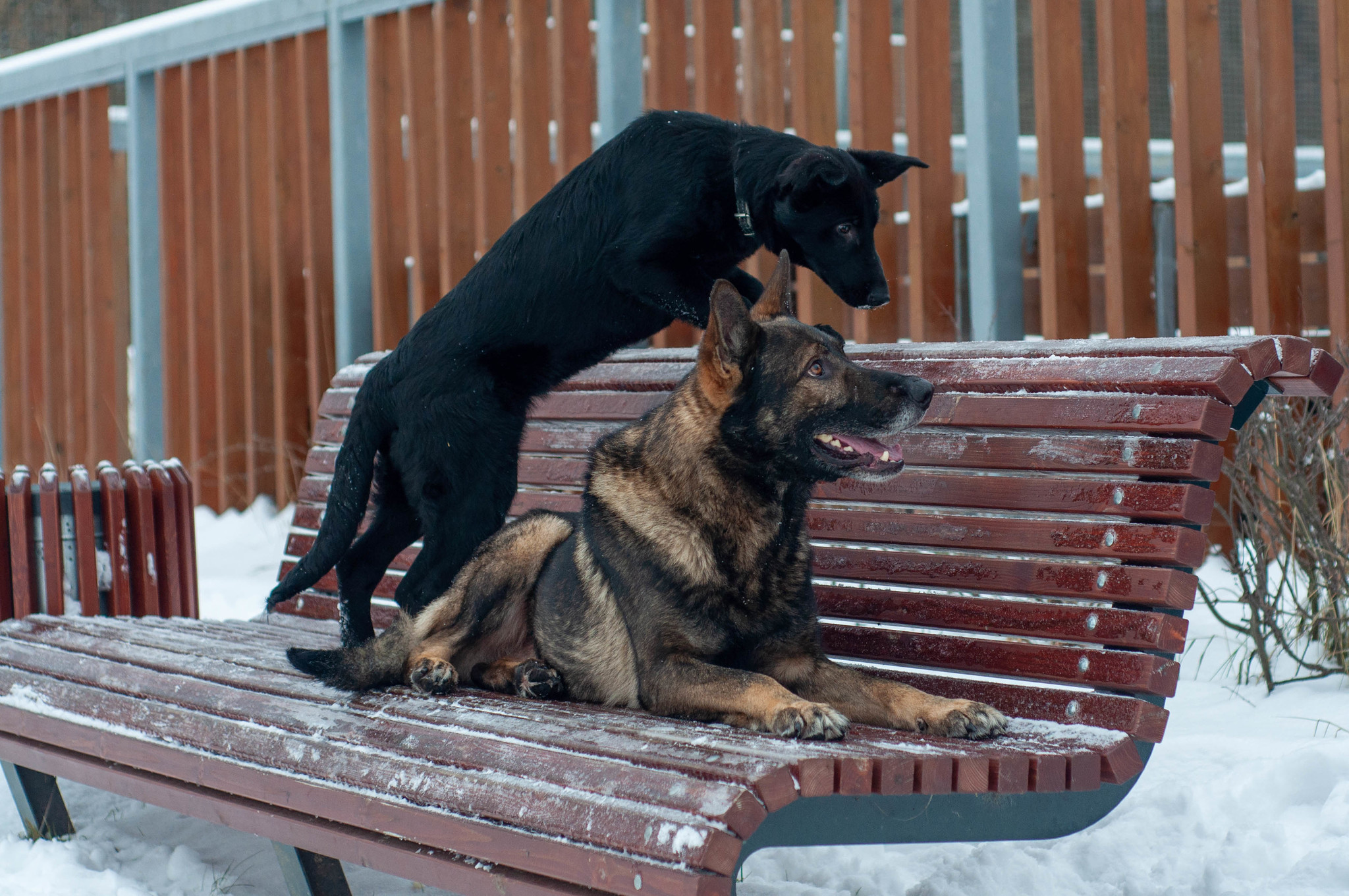 Older brother - My, German Shepherd, Dog, PHOTOSESSION, Brothers and sisters, Pets, Longpost