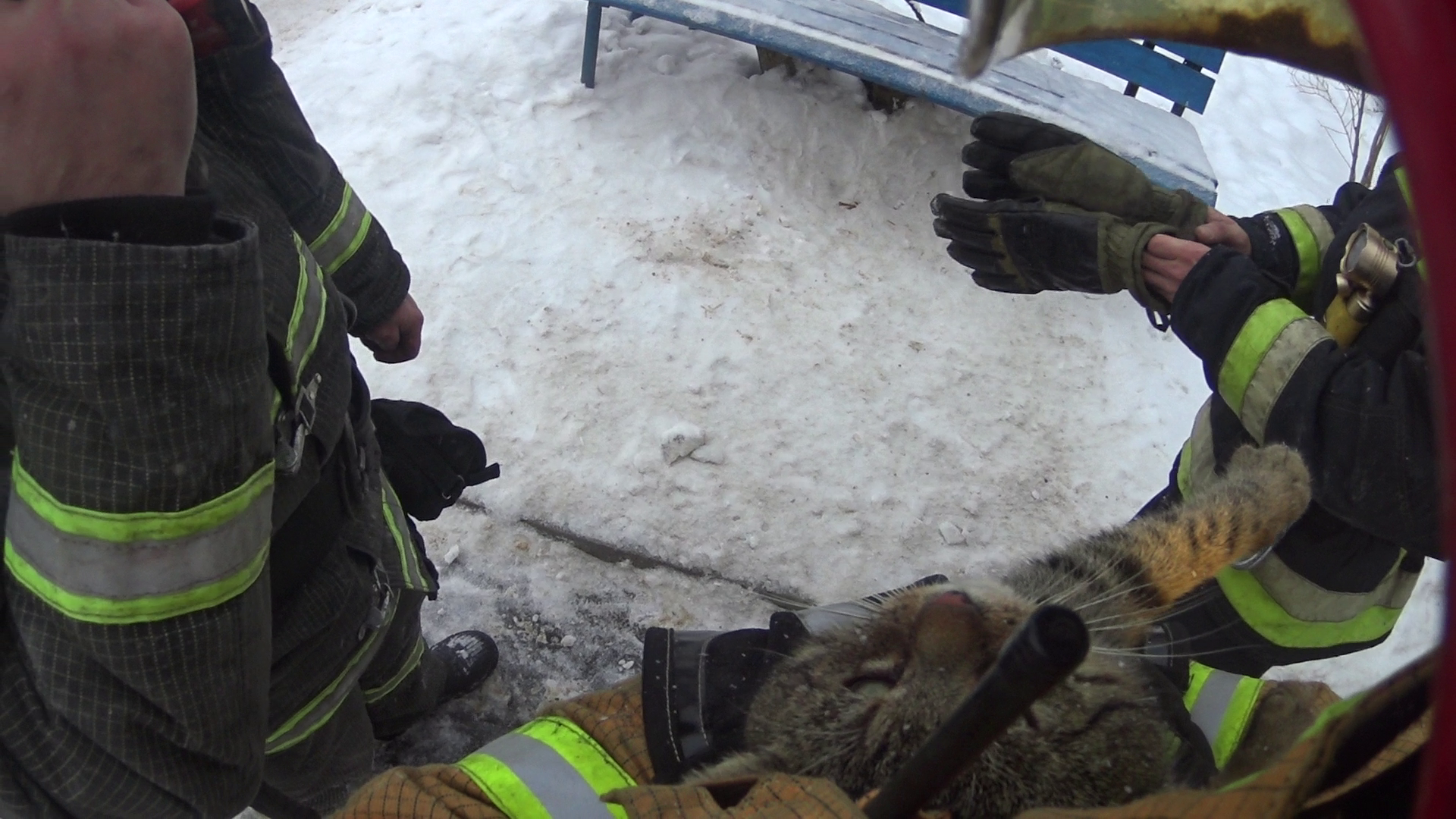 Cat rescue - My, Firefighters, cat, The photo, Longpost, Animal Rescue