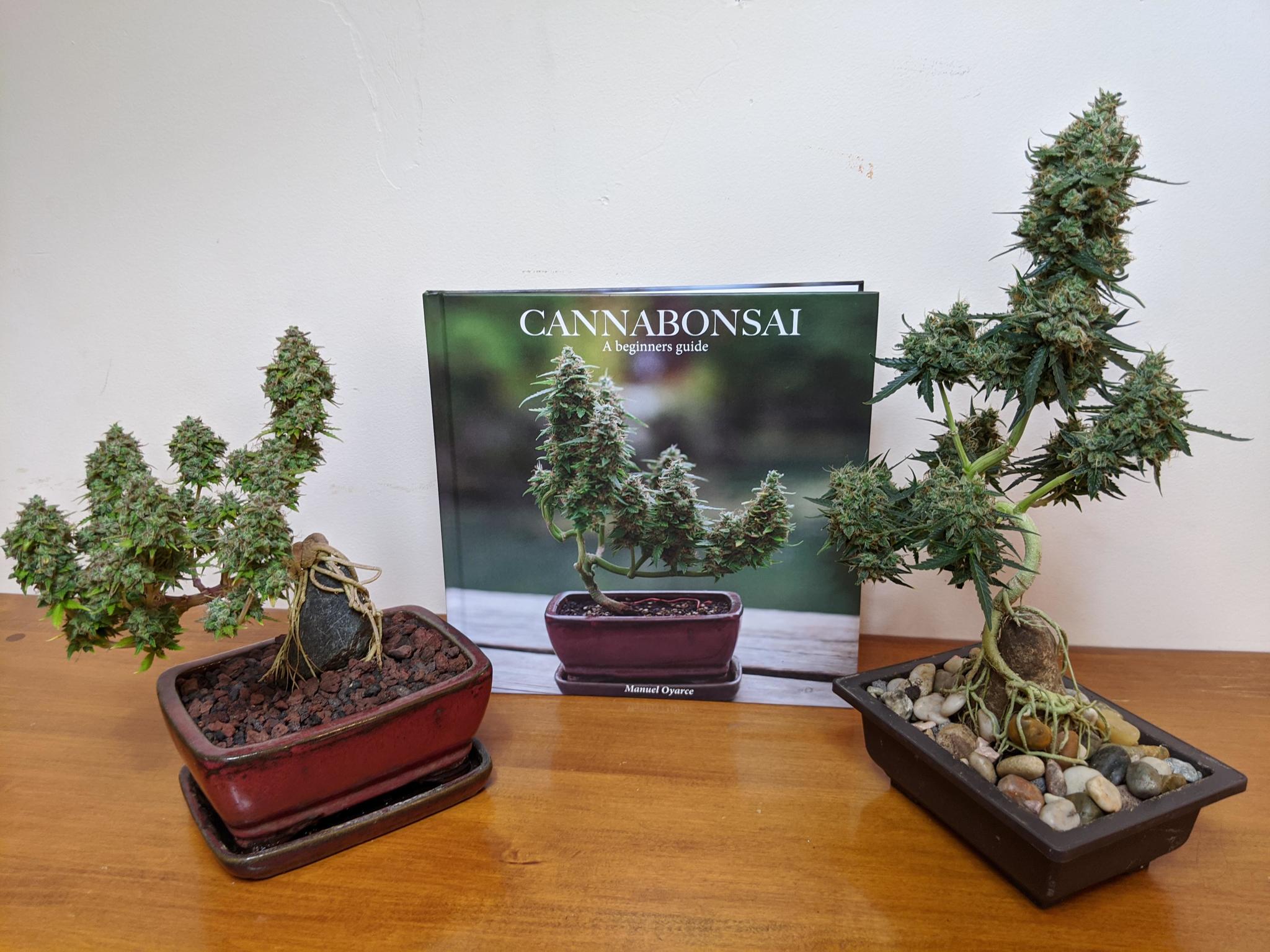 Cannabonsai - Bonsai, Marijuana, Drugs