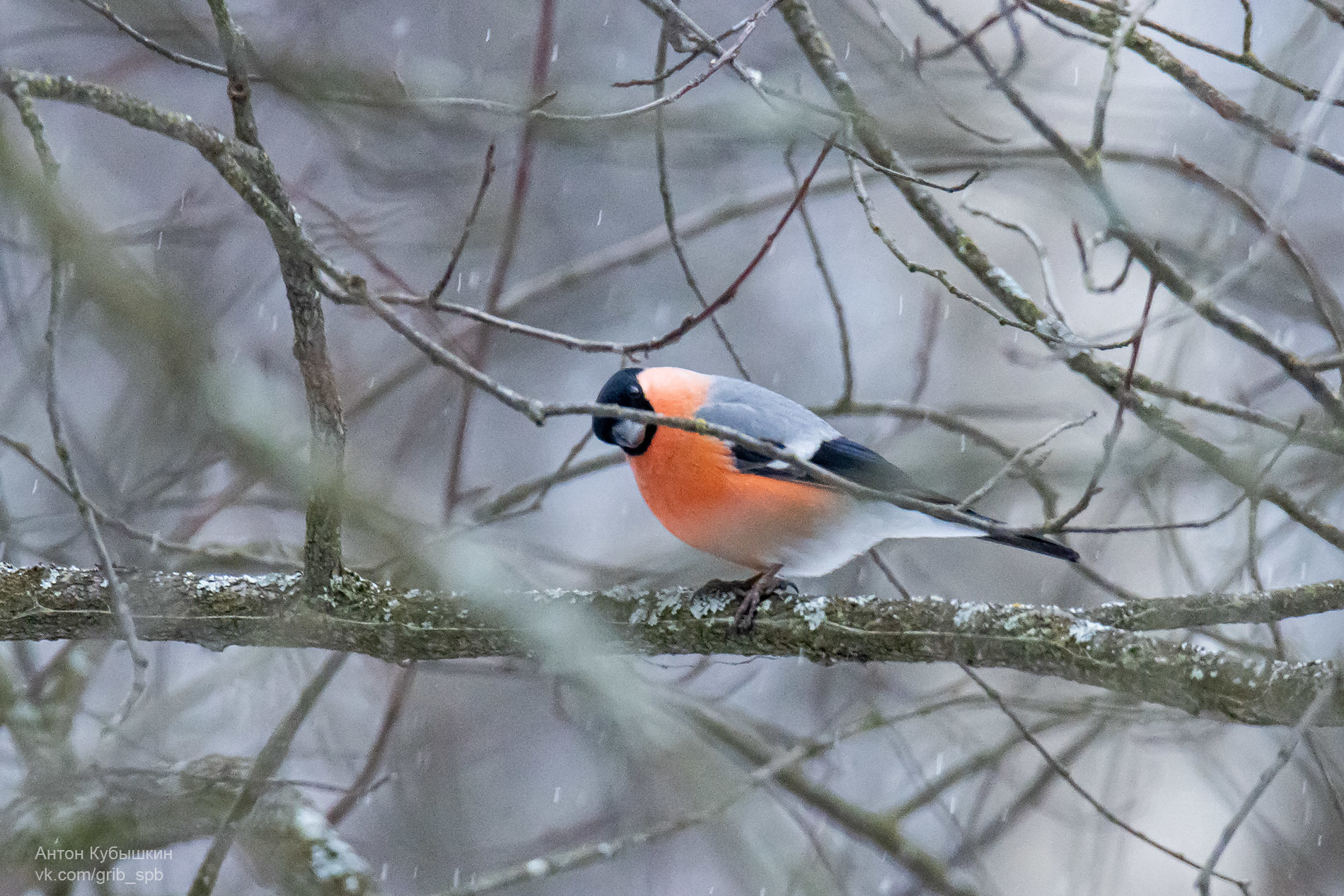 Bright bullfinches in the Yuntolovsky reserve. Like apples on trees - Bullfinches, The photo, Saint Petersburg, Longpost, Yuntolovsky Reserve