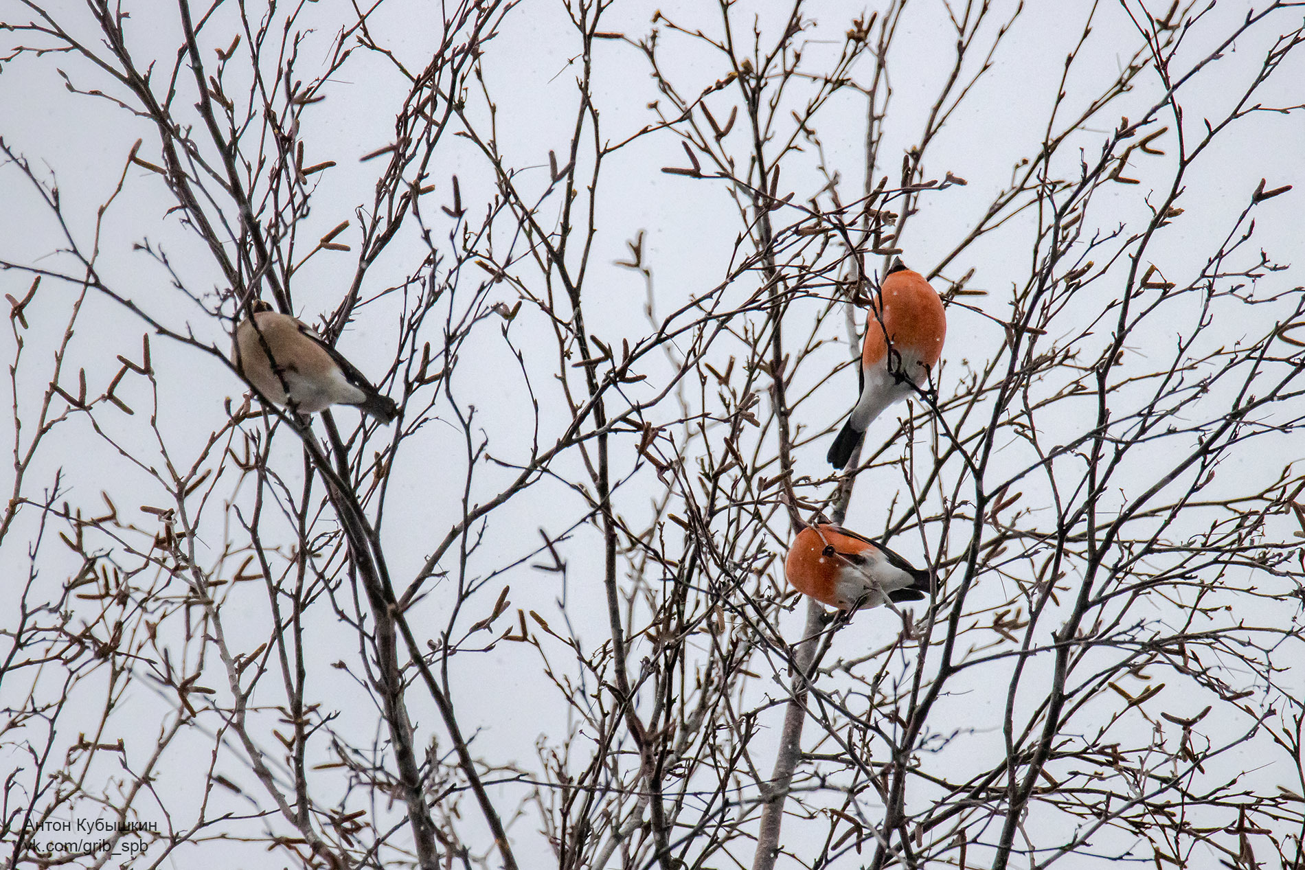 Bright bullfinches in the Yuntolovsky reserve. Like apples on trees - Bullfinches, The photo, Saint Petersburg, Longpost, Yuntolovsky Reserve