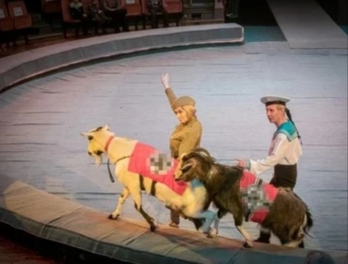 “Who will be responsible for the goats”: the prosecutor’s office is finding out why swastikas were put on circus animals - Circus, Swastika, The Great Patriotic War, Blasphemy, Longpost