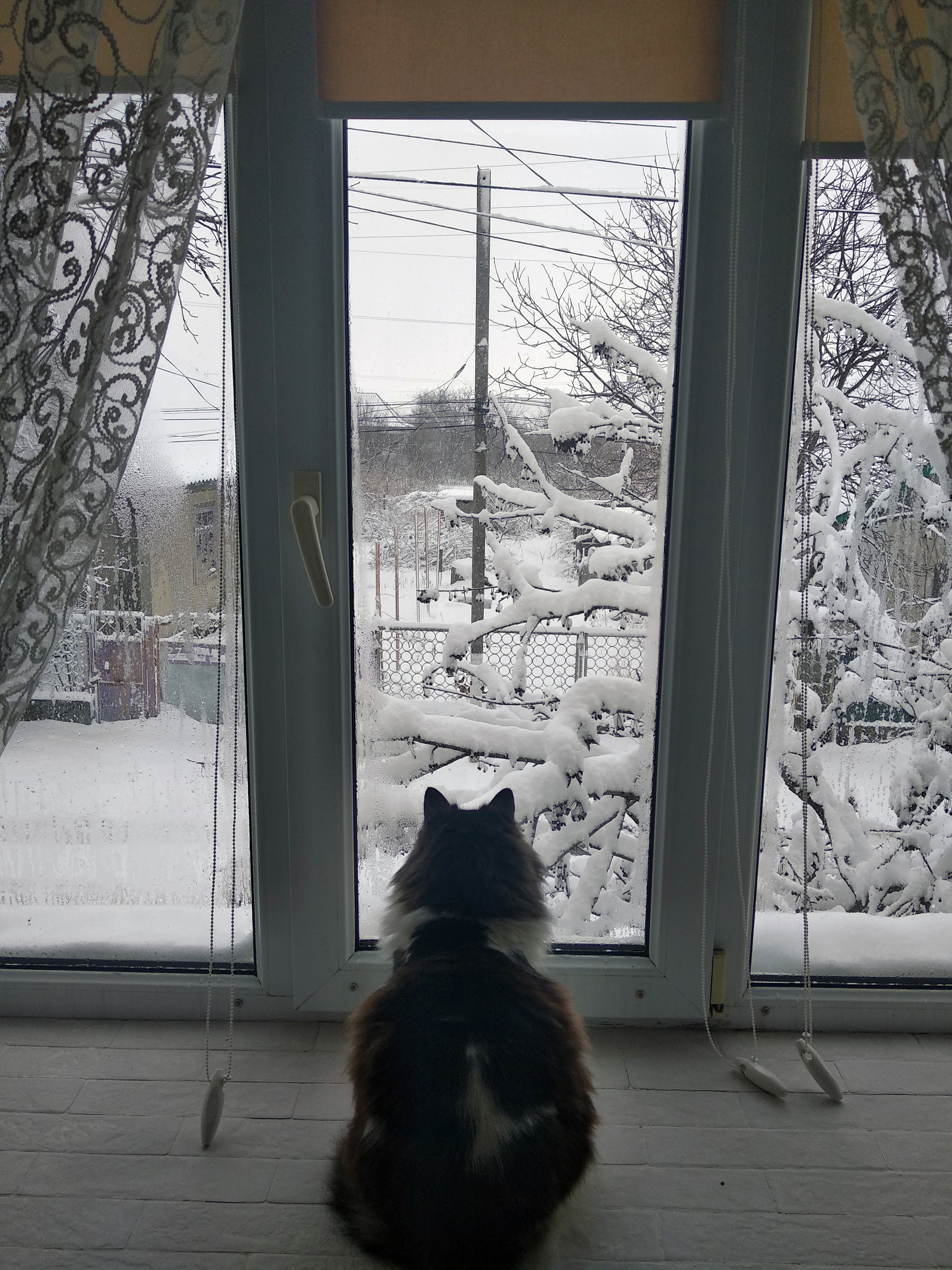 Observation - My, cat, Winter, Snow, The photo