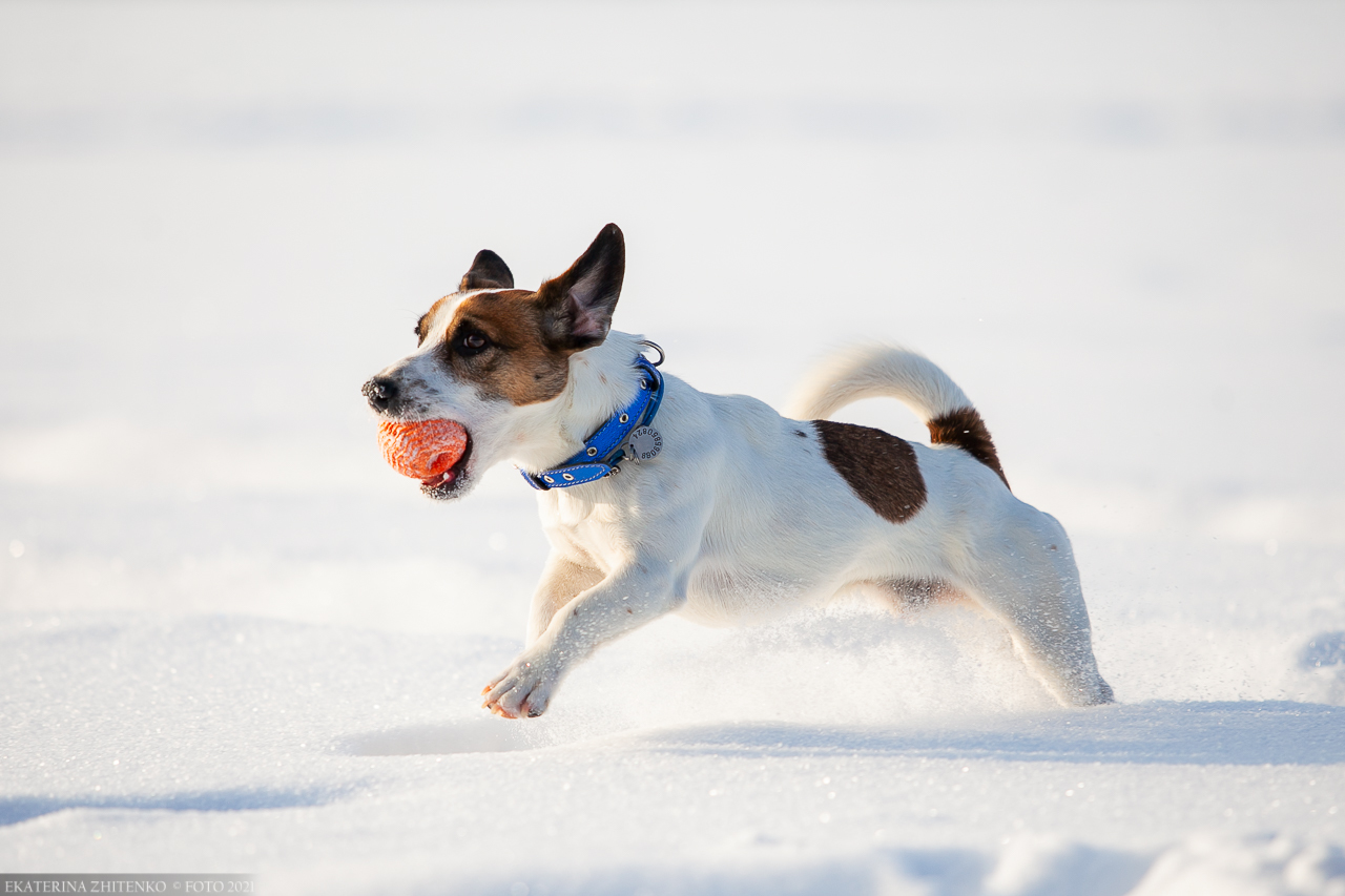 It was and became - My, Jack Russell Terrier, Dog, Longpost, It Was-It Was