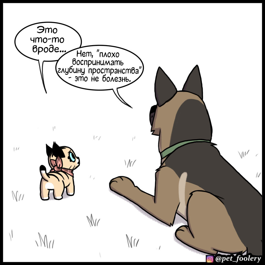 Blindness - Pet foolery, Brutus and Pixie, Comics, cat, Dog, Longpost