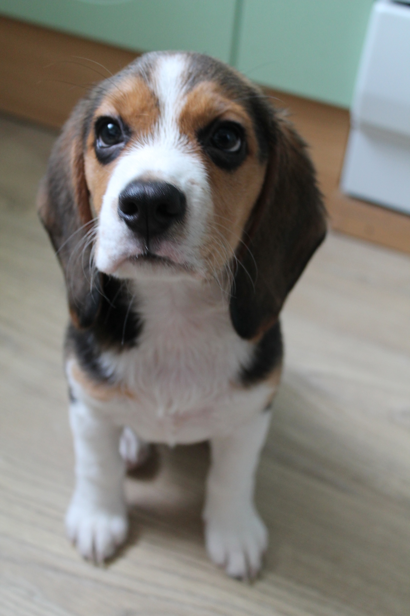 It’s good when visiting, but at home there’s a beagle - My, Dog, Beagle, Longpost