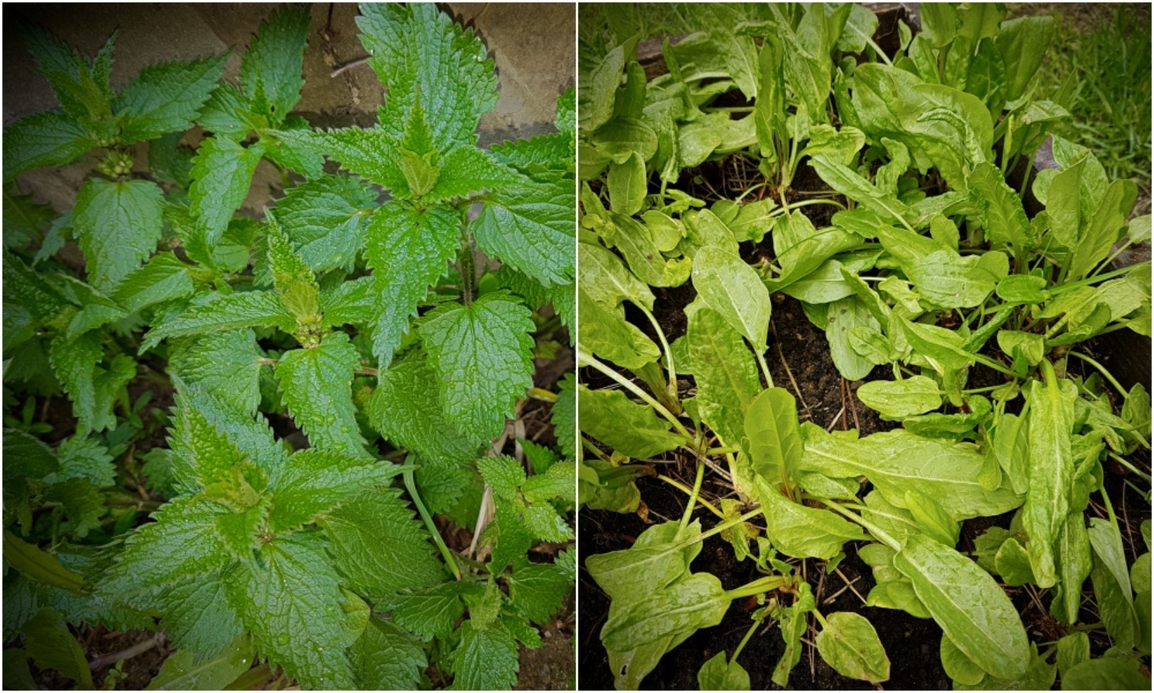 Cabbage soup... nettle, sorrel and beef ribs - My, Food, Recipe, Cabbage soup, Longpost, Cooking