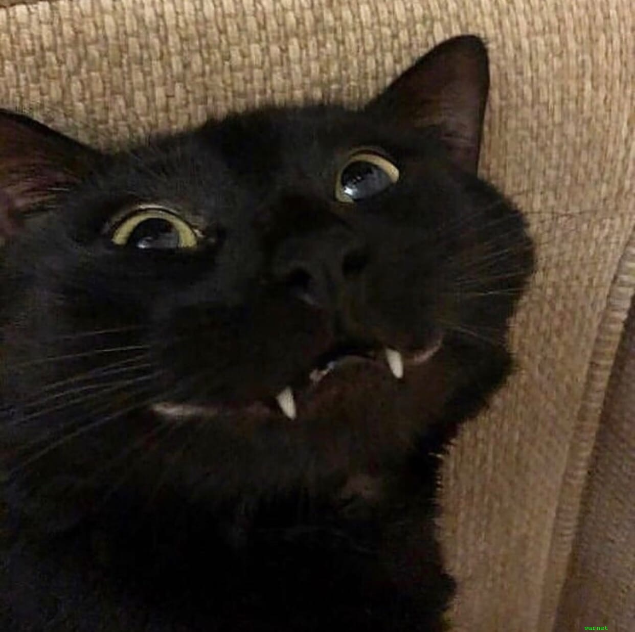 Звуки мемных котов. Чёрный кот. Черный кот улыбается. Черный кот с клыками. Черный кот с высунутым языком.