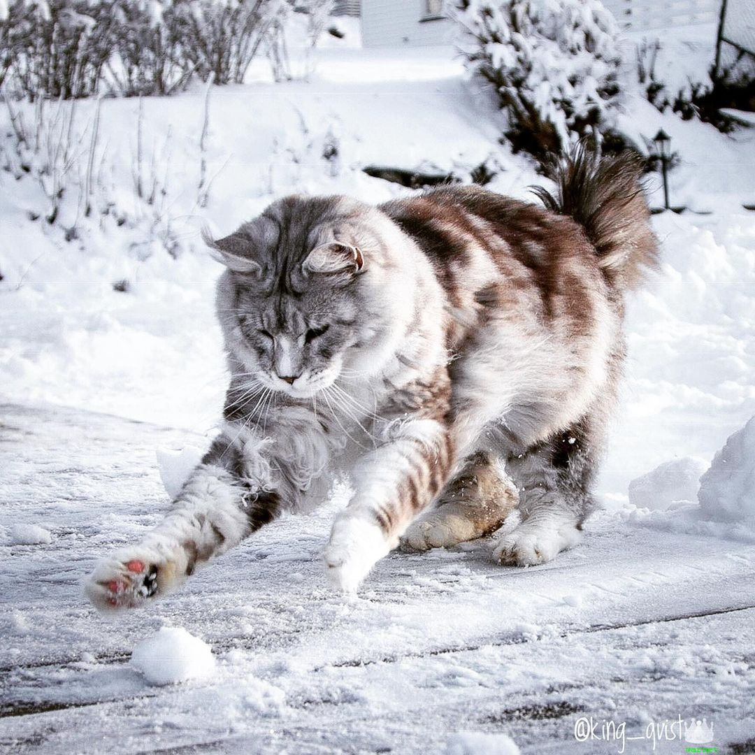 Quite wild Kote))) - cat, Fluffy, Milota, Winter, Snow, Maine Coon, Small cats, Cat family, Predatory animals, Pets