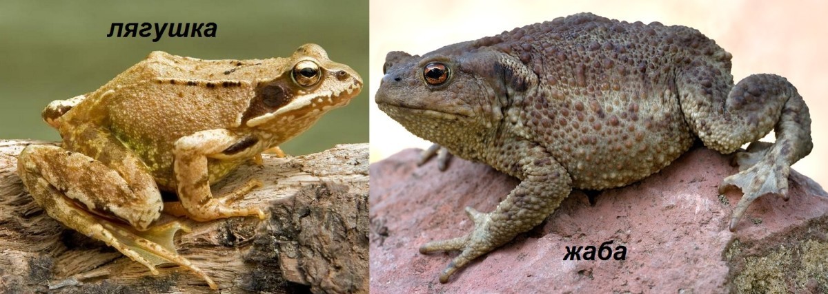 Interesting facts about frogs - Frogs, Toad, Facts, Biology, Longpost