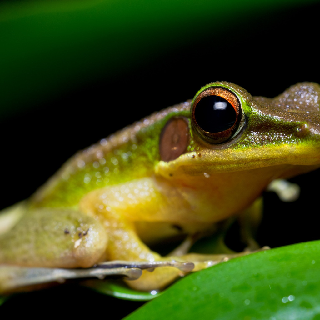 Interesting facts about frogs - Frogs, Toad, Facts, Biology, Longpost