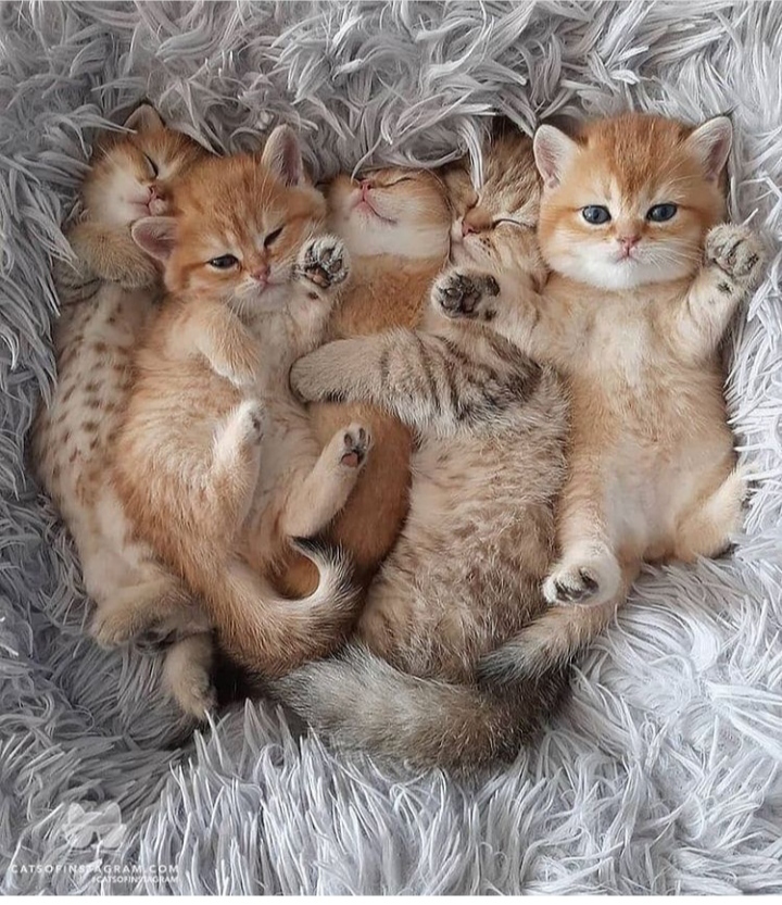 Эти котята такие милые :3 | Пикабу
