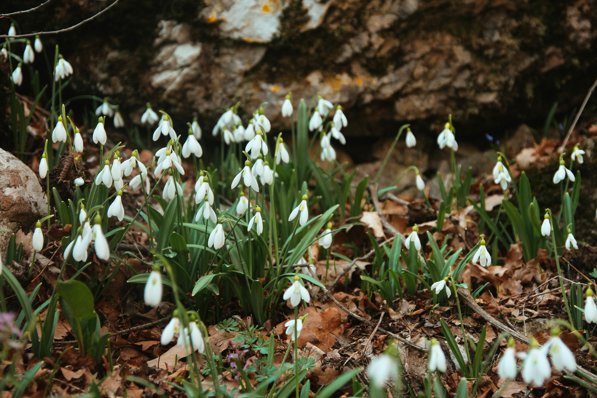 Post of flower meadows - My, Amateur photographer, Amateur photography, Wildflowers, Crimea, Polyana, Snowdrops flowers, crocuses, poultry farmer, Thyme, Lavender, Longpost