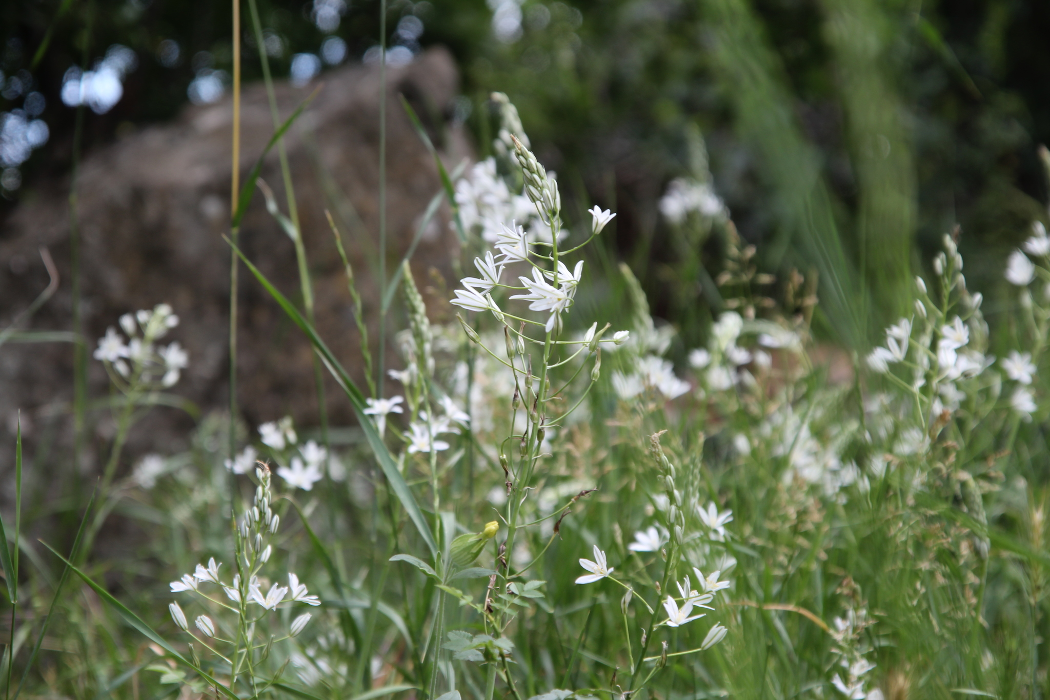 Post of flower meadows - My, Amateur photographer, Amateur photography, Wildflowers, Crimea, Polyana, Snowdrops flowers, crocuses, poultry farmer, Thyme, Lavender, Longpost