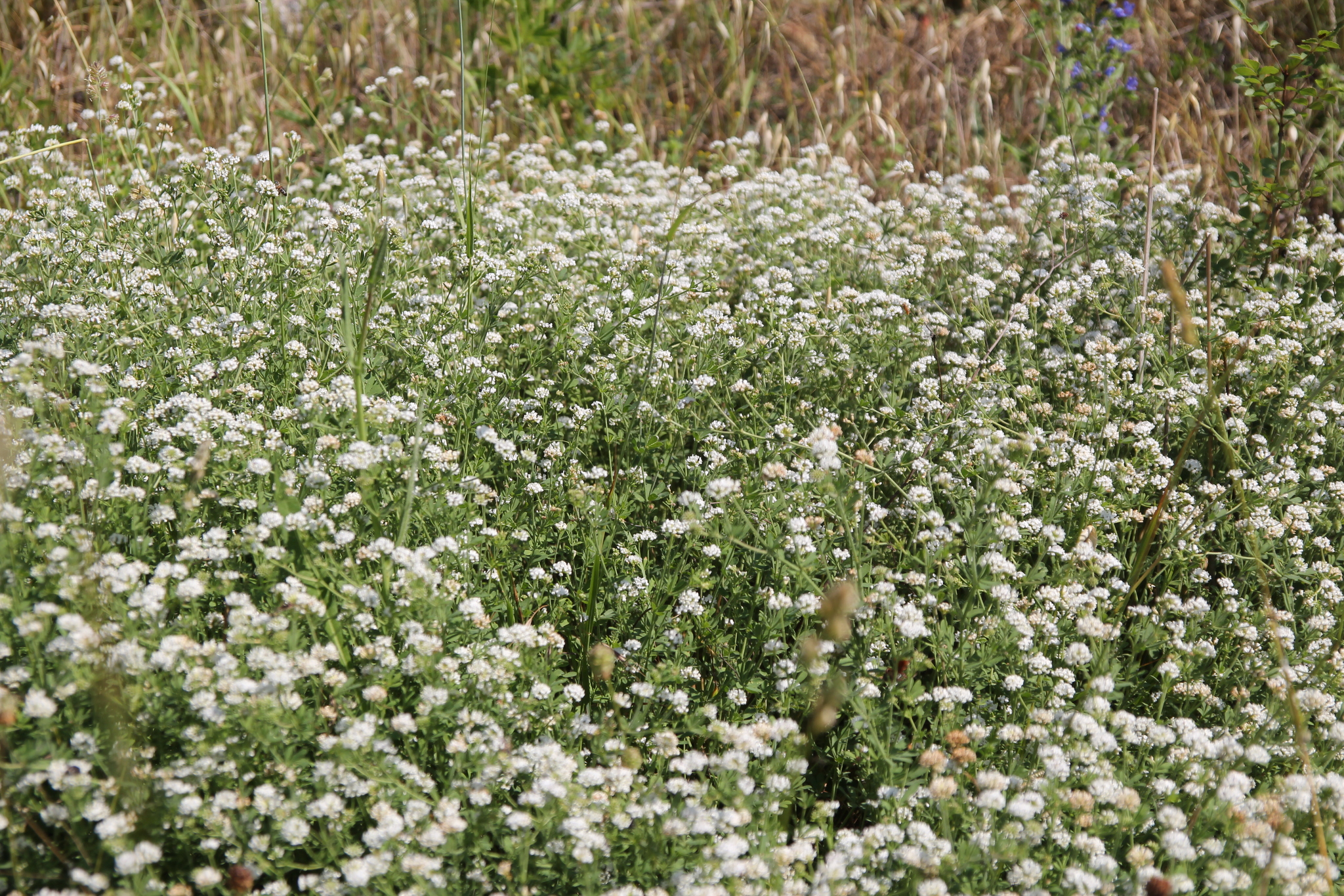 Post of flower meadows - My, Amateur photographer, Amateur photography, Wildflowers, Crimea, Polyana, Snowdrops flowers, crocuses, poultry farmer, Thyme, Lavender, Longpost