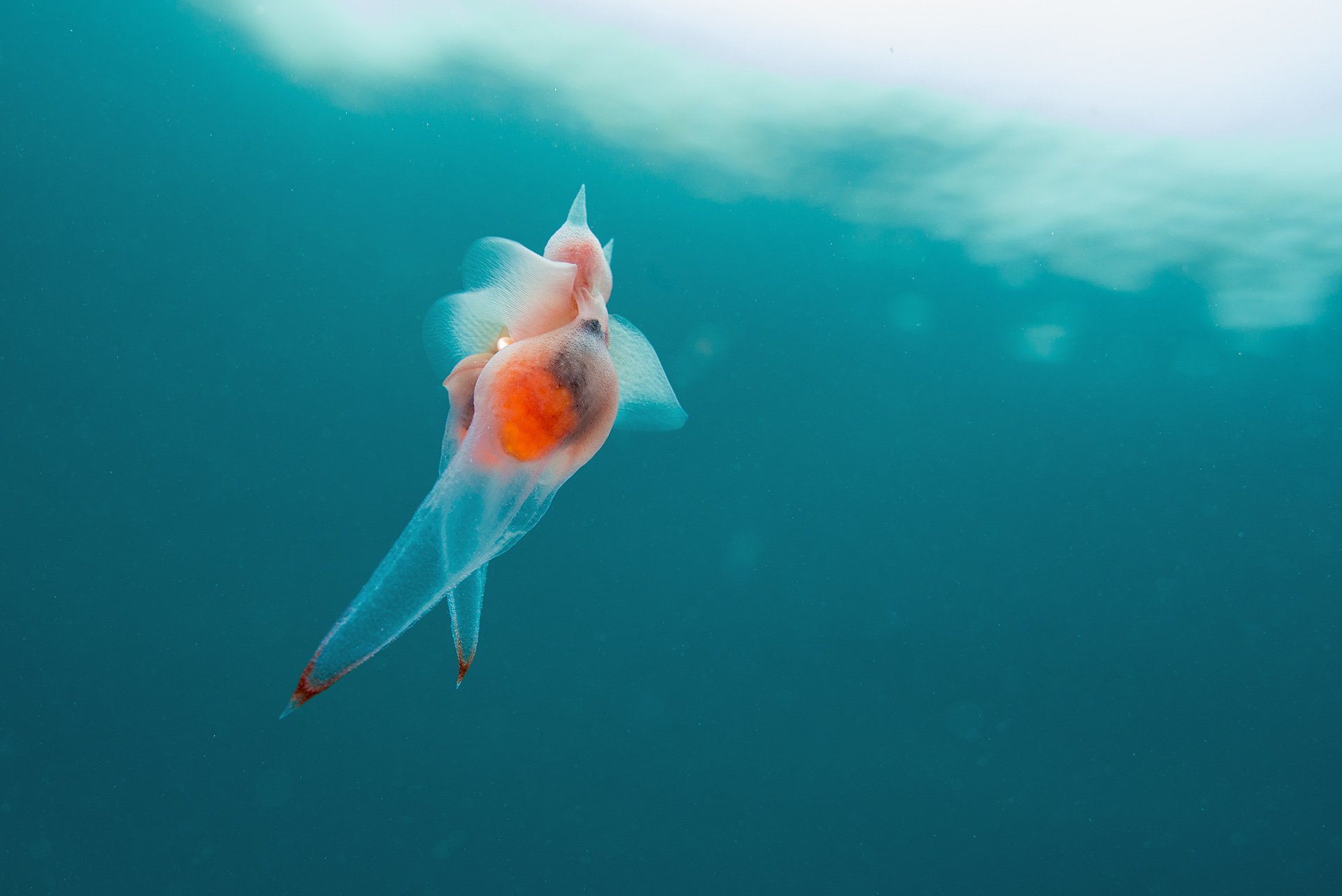 Love of sea angels, water area of ??Sakhalin Island - Sea, Diving, Underwater world, Sakhalin, Sakhalin Region, Moneron, Informative, Video, Longpost