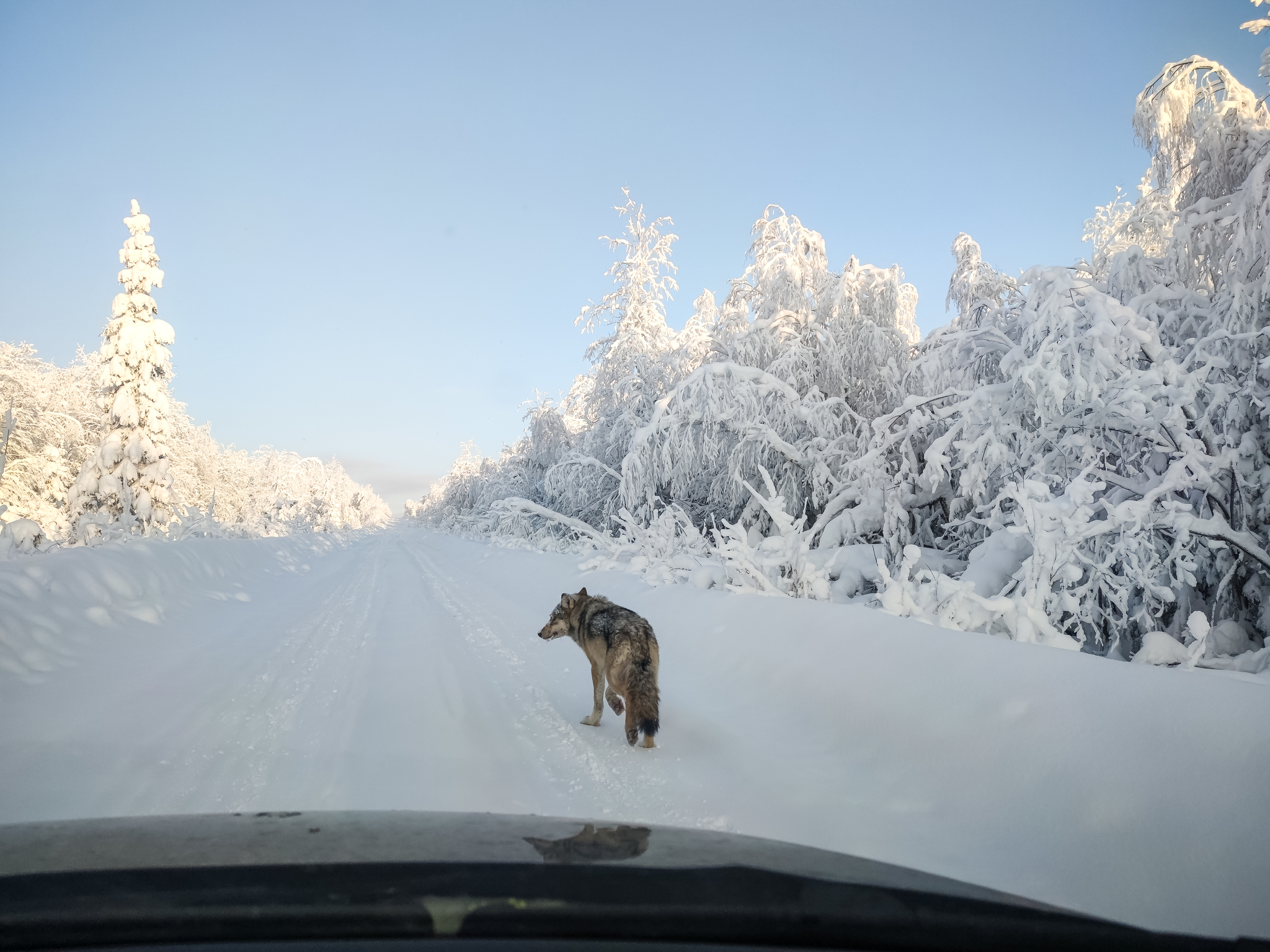 Continuation of the post “Middle Urals. Kingdom of the Snow Queen - My, Winter, Nature, The photo, Mobile photography, Forest, Road, beauty of nature, Wolf, Reply to post, Longpost