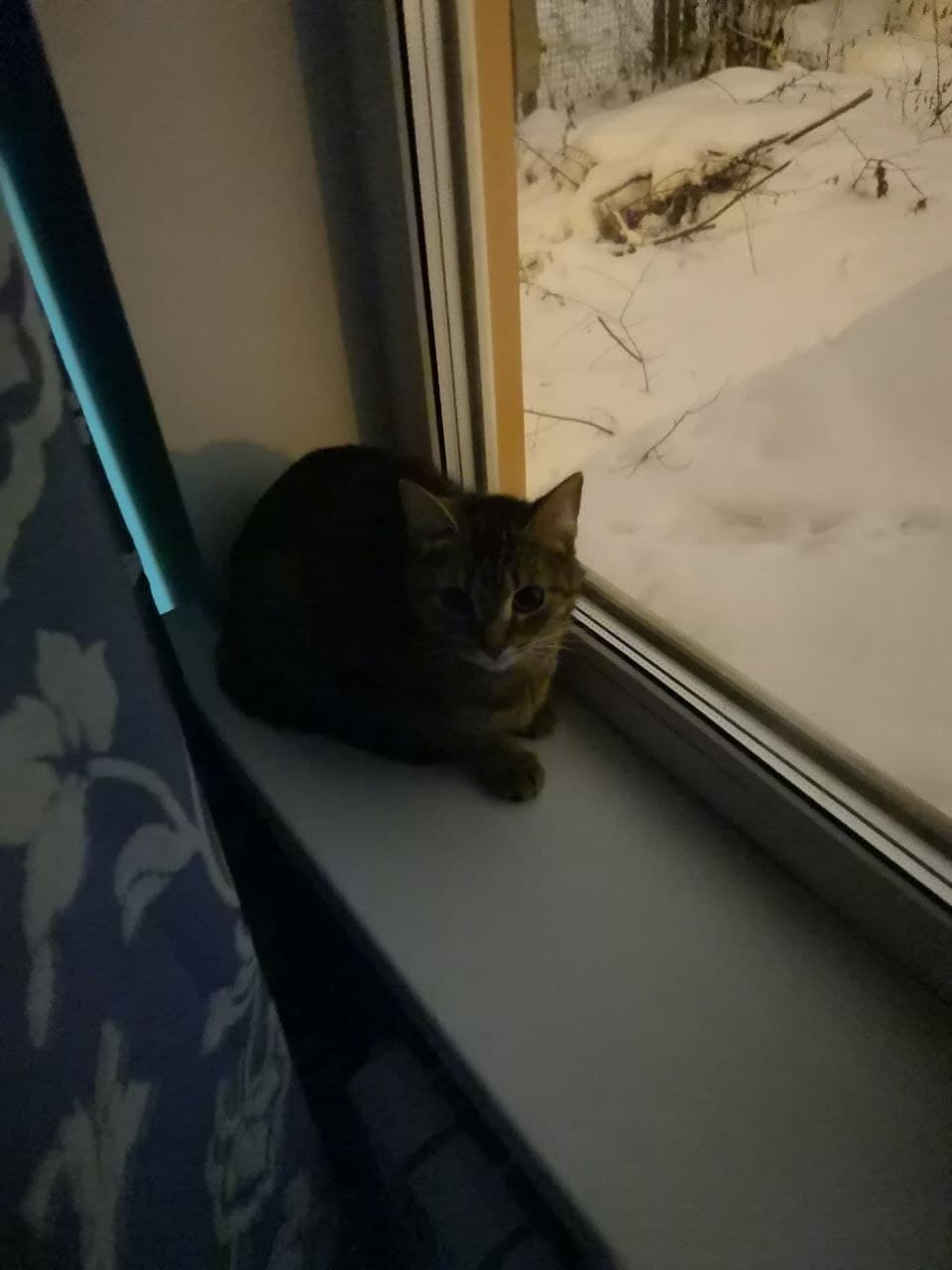 Help me find a home for my cat - My, Homeless animals, Animals, Video, Longpost, cat, In good hands, Help, Medvedkovo, Moscow, No rating