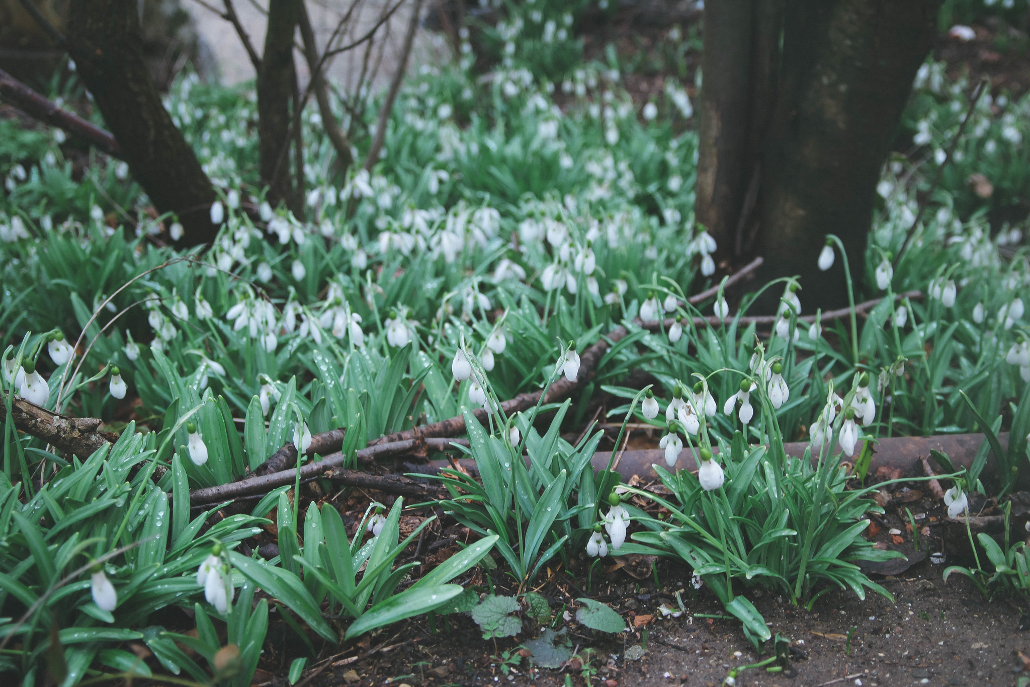 Post of flower meadows - My, Amateur photographer, Amateur photography, Wildflowers, Crimea, Polyana, Snowdrops flowers, crocuses, poultry farmer, Thyme, Lavender, Longpost