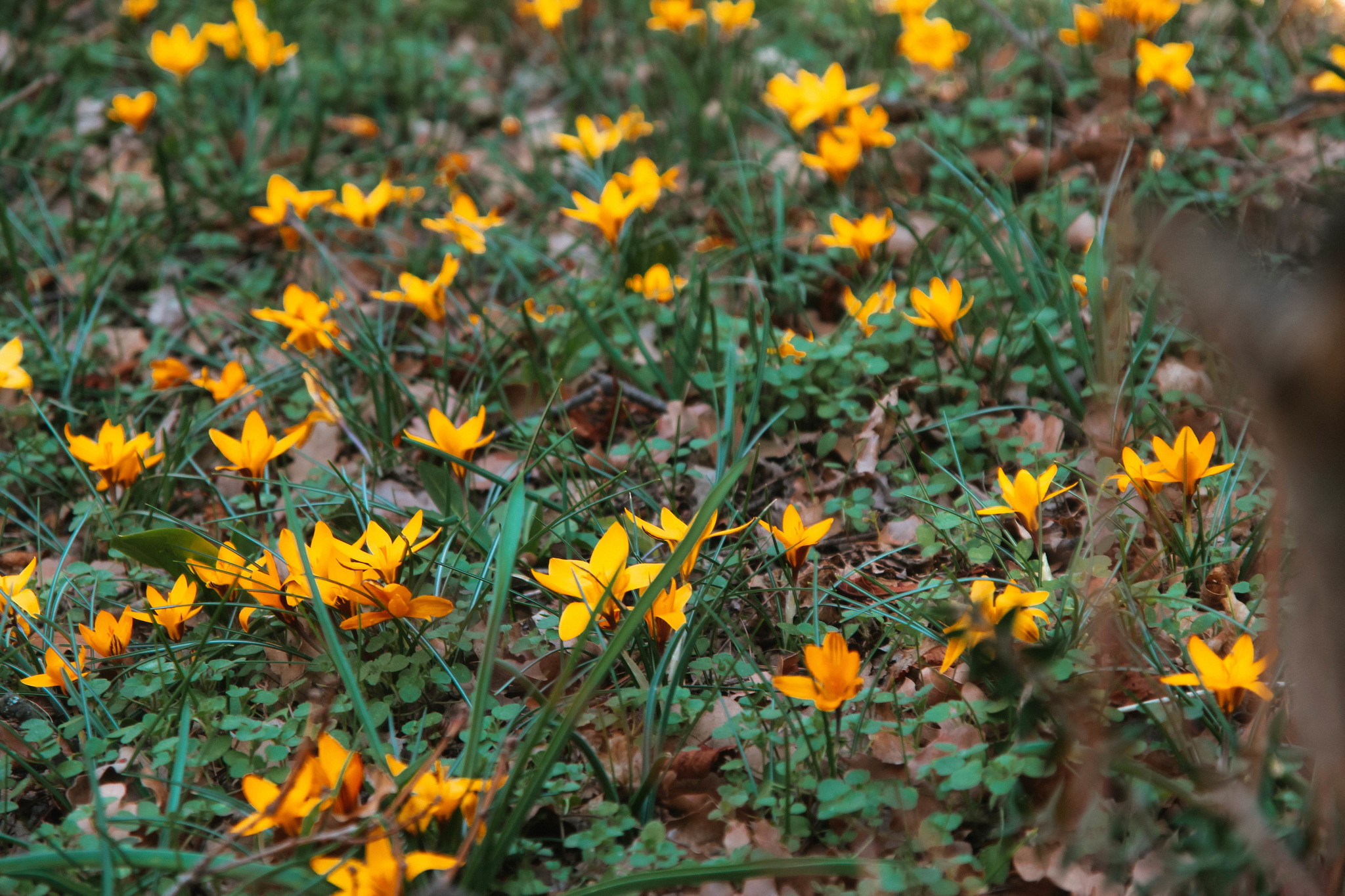 Post of flower meadows - My, Amateur photographer, Amateur photography, Wildflowers, Crimea, Polyana, Snowdrops flowers, crocuses, poultry farmer, Thyme, Lavender, Longpost