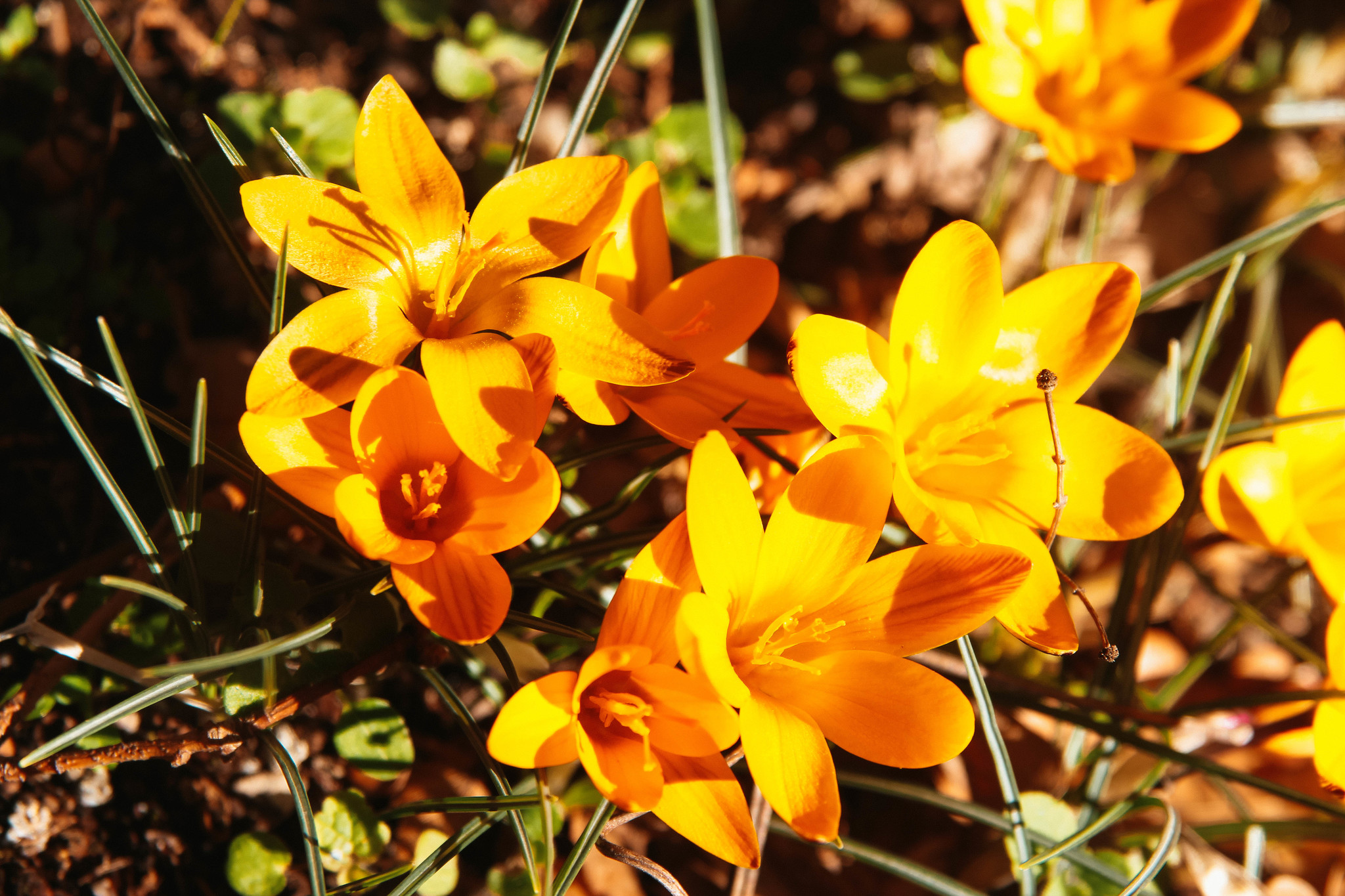 Post of flower meadows - My, Amateur photographer, Amateur photography, Wildflowers, Crimea, Polyana, Snowdrops flowers, crocuses, poultry farmer, Thyme, Lavender, Longpost