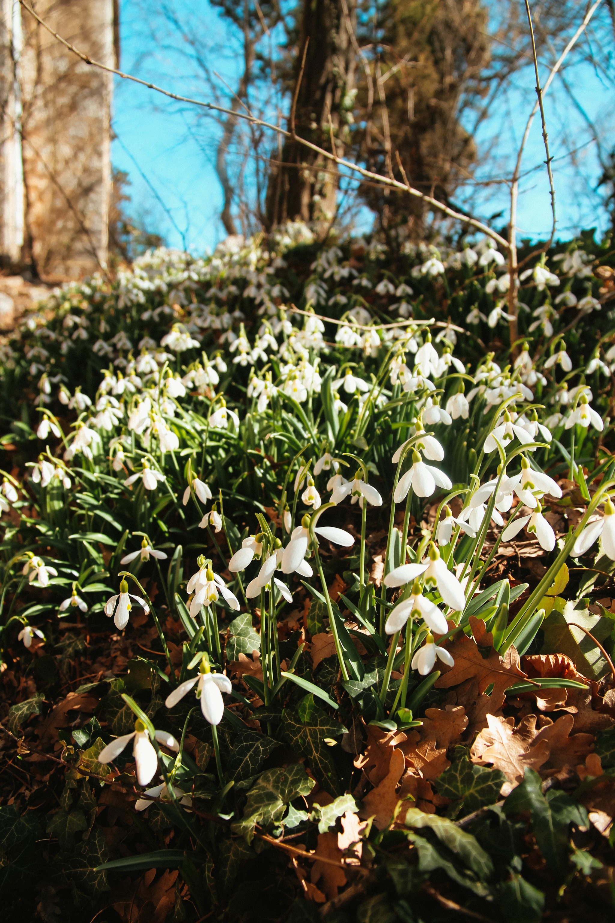 Post of flower meadows - My, Amateur photographer, Amateur photography, Wildflowers, Crimea, Polyana, Snowdrops flowers, crocuses, poultry farmer, Thyme, Lavender, Longpost