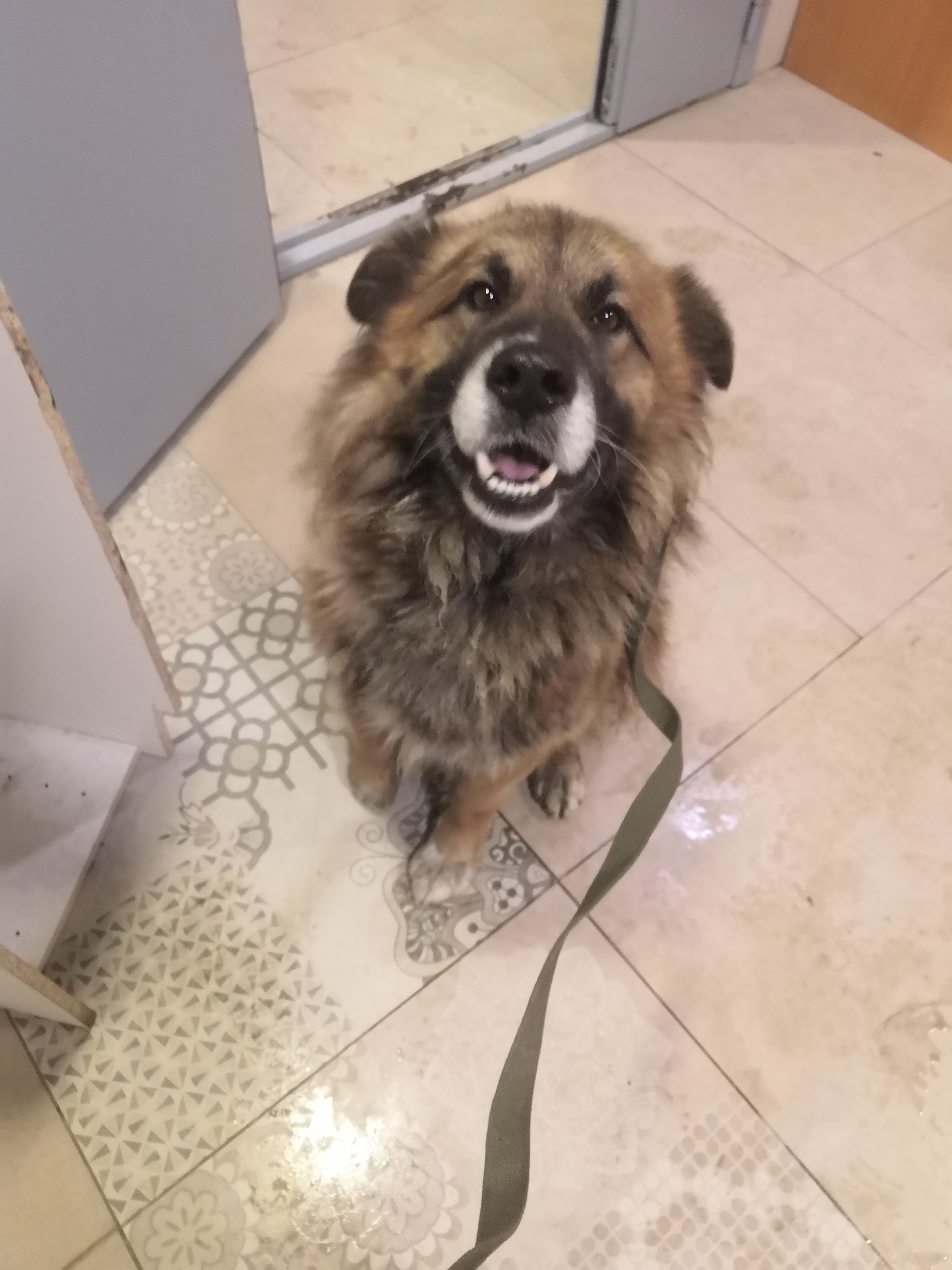 A dog was found in Butovo - Animals, Pets, In good hands, Longpost, Dog, No rating, Found a dog, Butovo, Moscow region, Moscow