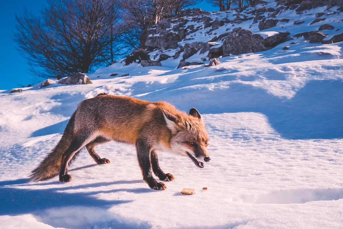 How a fox winters: Some interesting facts from the life of a forest predator - Animals, Fox, Yandex Zen, Longpost