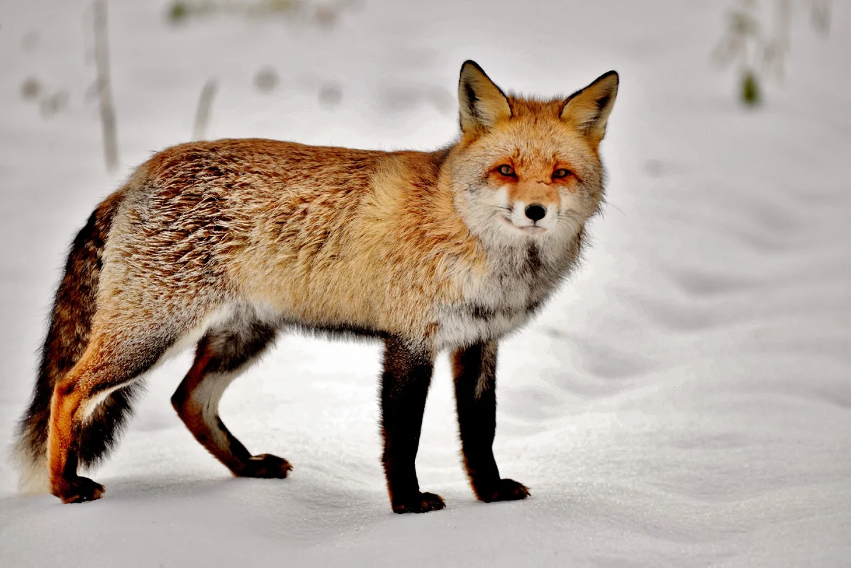 How a fox winters: Some interesting facts from the life of a forest predator - Animals, Fox, Yandex Zen, Longpost