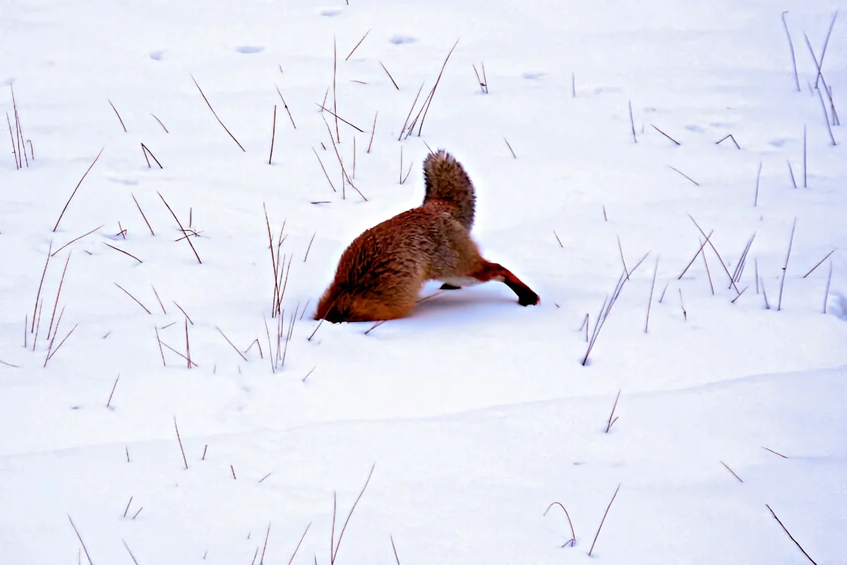 How a fox winters: Some interesting facts from the life of a forest predator - Animals, Fox, Yandex Zen, Longpost