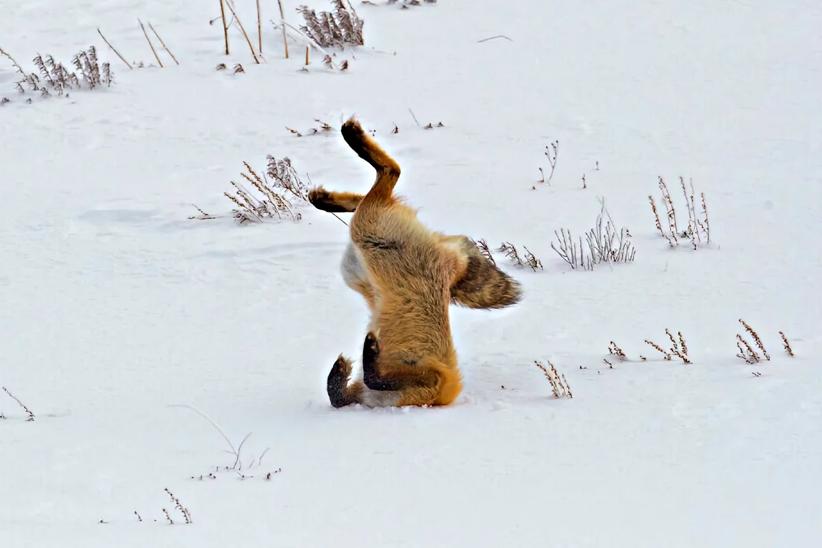 How a fox winters: Some interesting facts from the life of a forest predator - Animals, Fox, Yandex Zen, Longpost