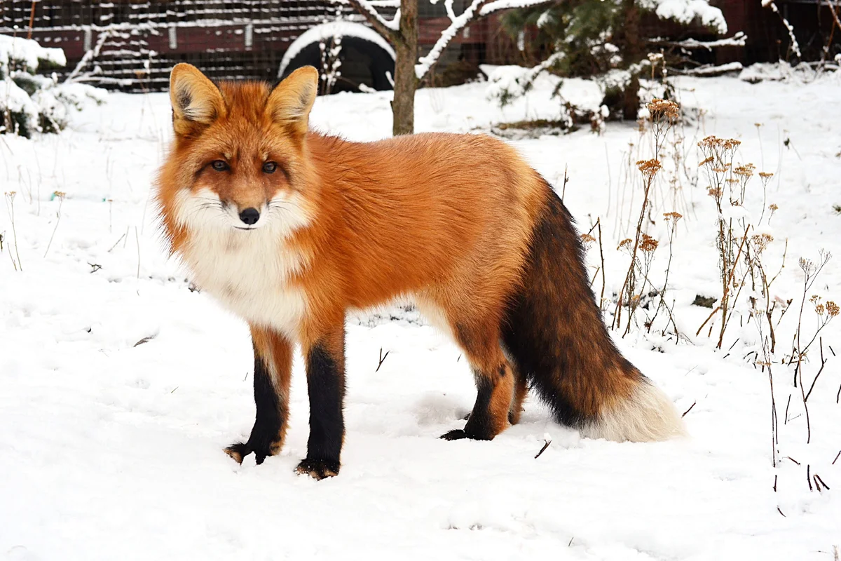 How a fox winters: Some interesting facts from the life of a forest predator - Animals, Fox, Yandex Zen, Longpost