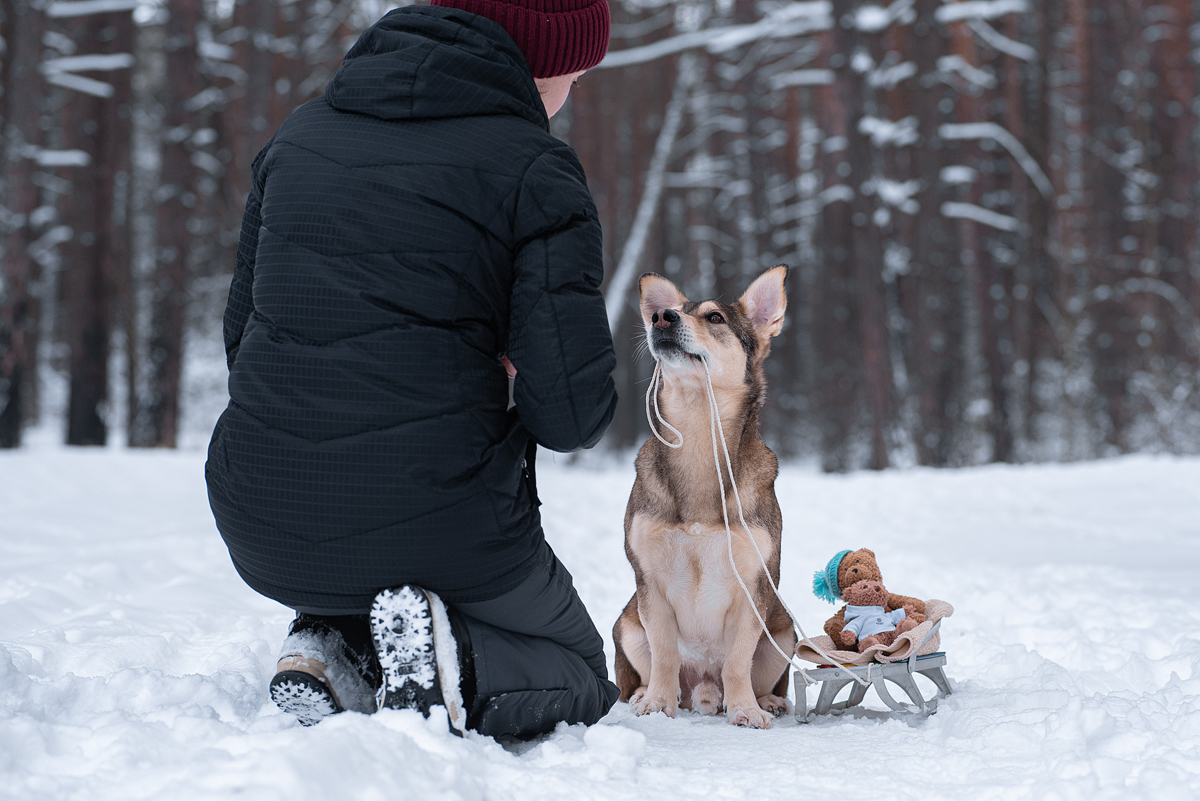 Why the hell do I need it - My, Dog, Mestizo, Girls, Winter, Behind the scenes, Humor, Longpost