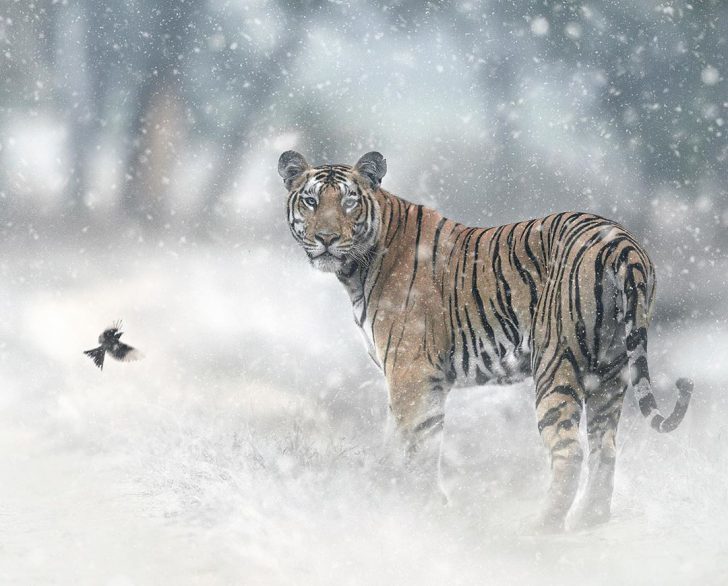 The wild beauty of big cats photographed by Shaaz Jung - Tiger, a lion, Leopard, Panther, Big cats, Longpost, Photographer, The photo, Bengal tiger