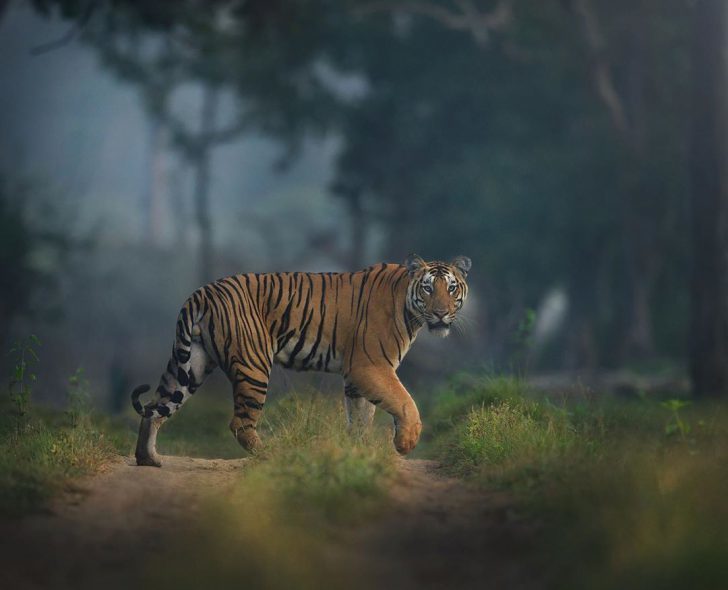 The wild beauty of big cats photographed by Shaaz Jung - Tiger, a lion, Leopard, Panther, Big cats, Longpost, Photographer, The photo, Bengal tiger