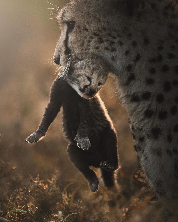 The wild beauty of big cats photographed by Shaaz Jung - Tiger, a lion, Leopard, Panther, Big cats, Longpost, Photographer, The photo, Bengal tiger