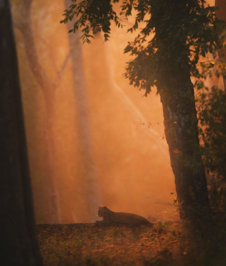 The wild beauty of big cats photographed by Shaaz Jung - Tiger, a lion, Leopard, Panther, Big cats, Longpost, Photographer, The photo, Bengal tiger