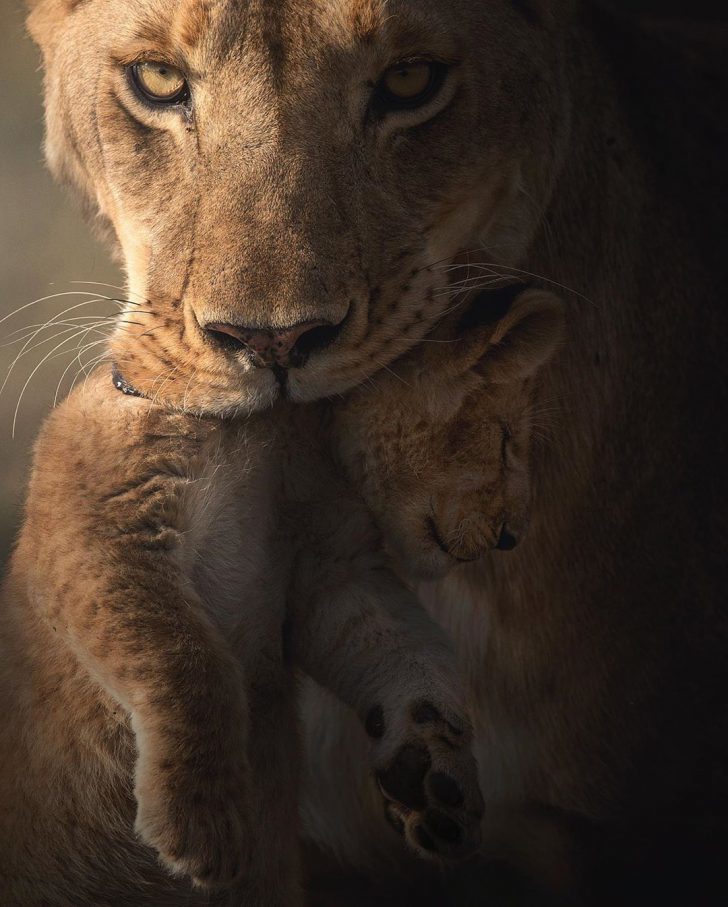 The wild beauty of big cats photographed by Shaaz Jung - Tiger, a lion, Leopard, Panther, Big cats, Longpost, Photographer, The photo, Bengal tiger