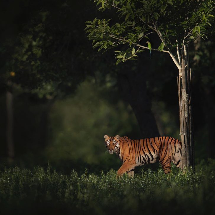 The wild beauty of big cats photographed by Shaaz Jung - Tiger, a lion, Leopard, Panther, Big cats, Longpost, Photographer, The photo, Bengal tiger