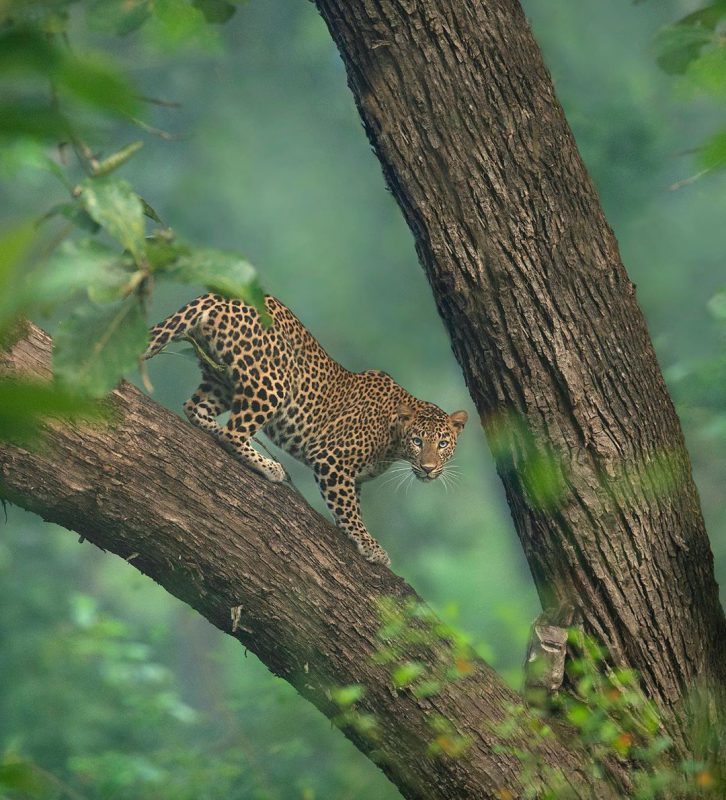 The wild beauty of big cats photographed by Shaaz Jung - Tiger, a lion, Leopard, Panther, Big cats, Longpost, Photographer, The photo, Bengal tiger