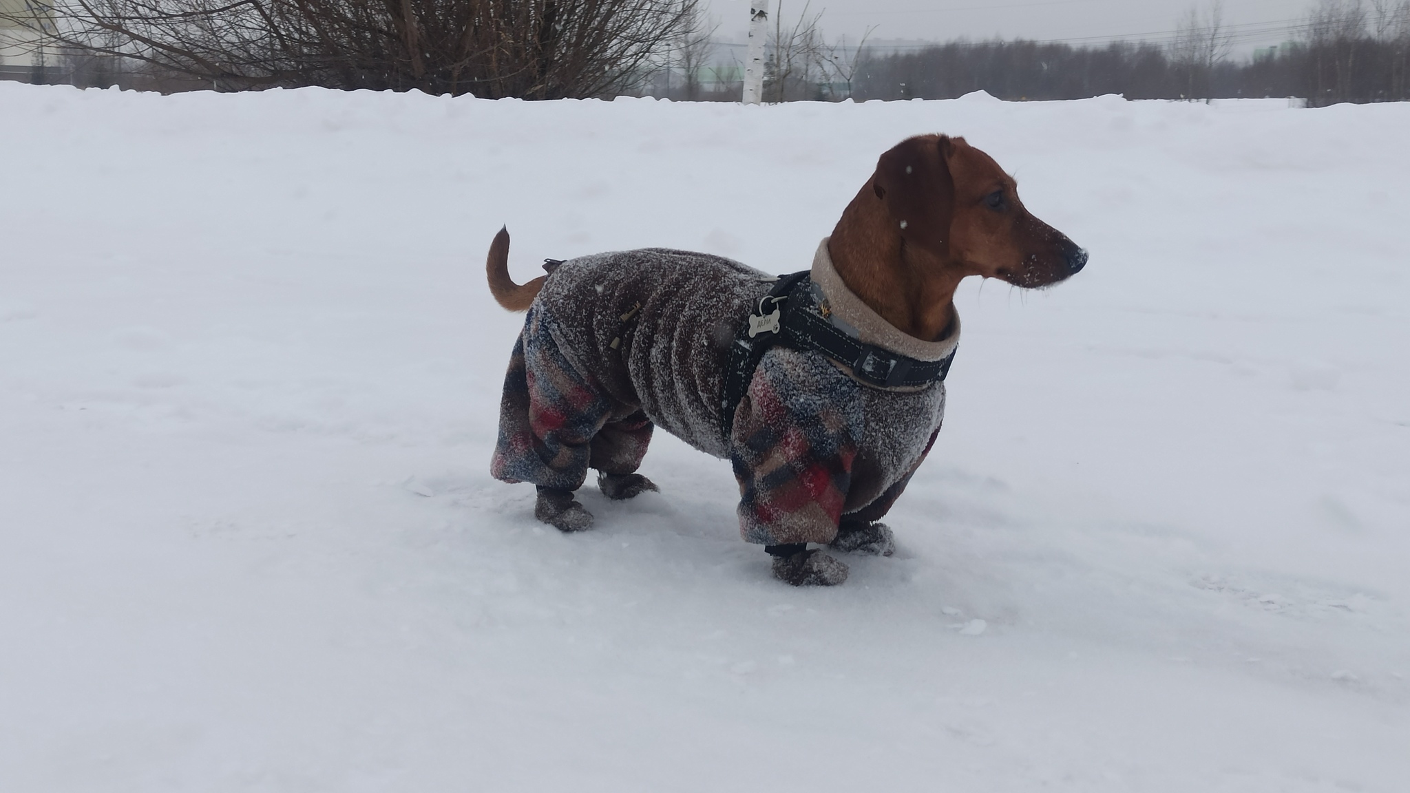 Dachshund and winter))) - My, Dachshund, Winter, Dog days, Dog, Walk, Longpost