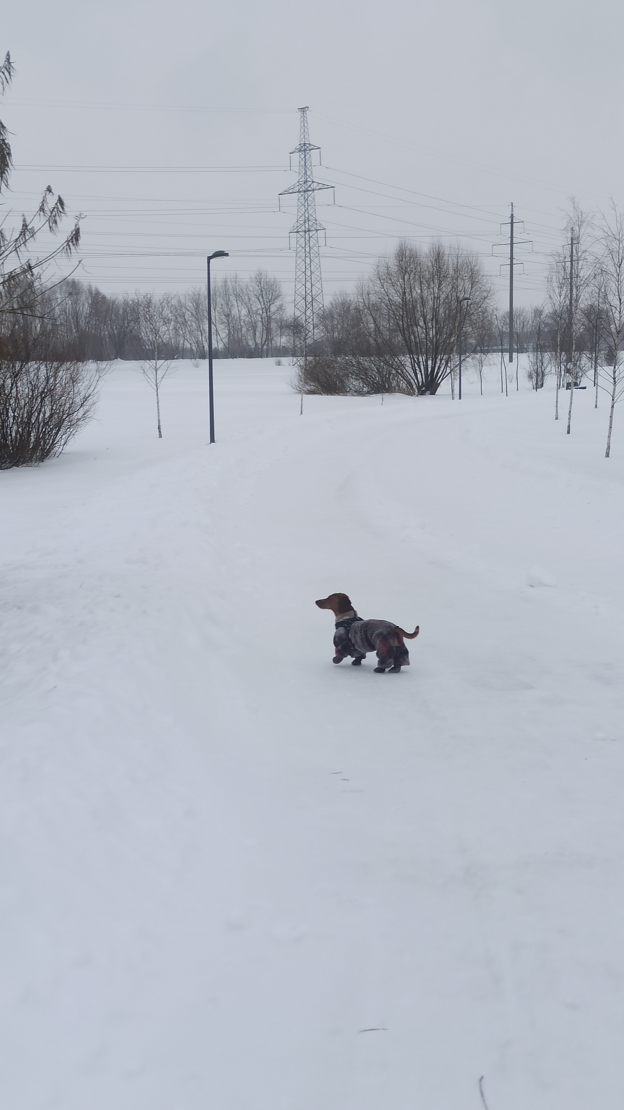 Dachshund and winter))) - My, Dachshund, Winter, Dog days, Dog, Walk, Longpost