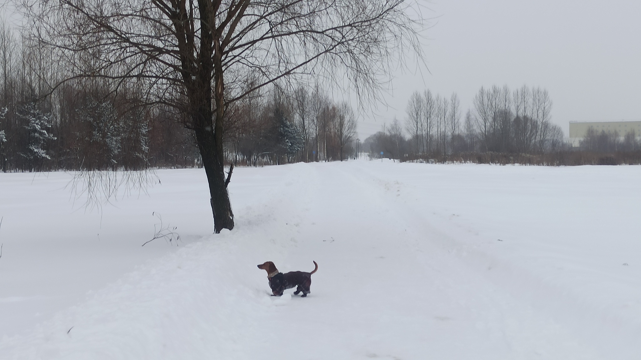 Dachshund and winter))) - My, Dachshund, Winter, Dog days, Dog, Walk, Longpost