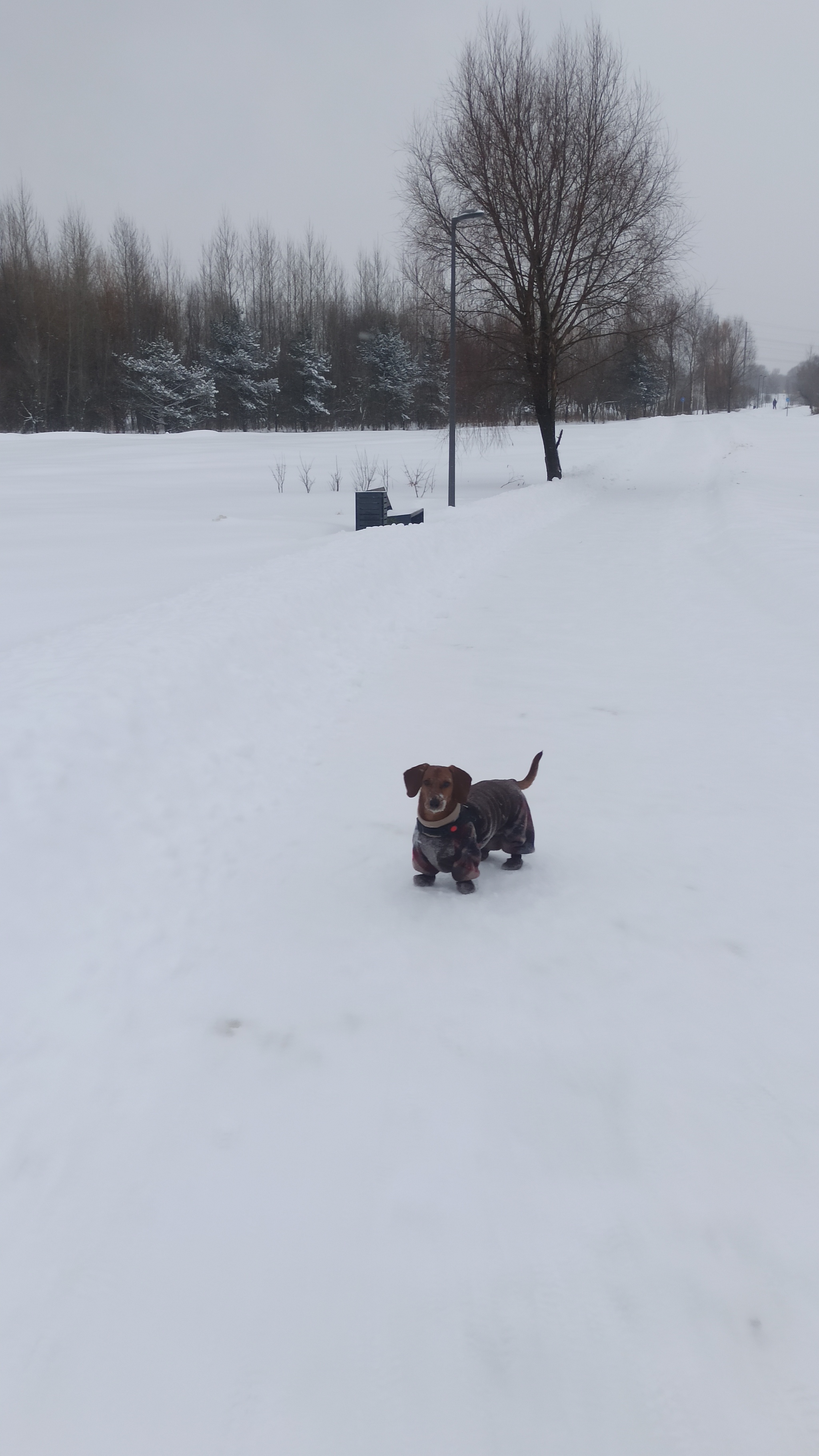 Dachshund and winter))) - My, Dachshund, Winter, Dog days, Dog, Walk, Longpost