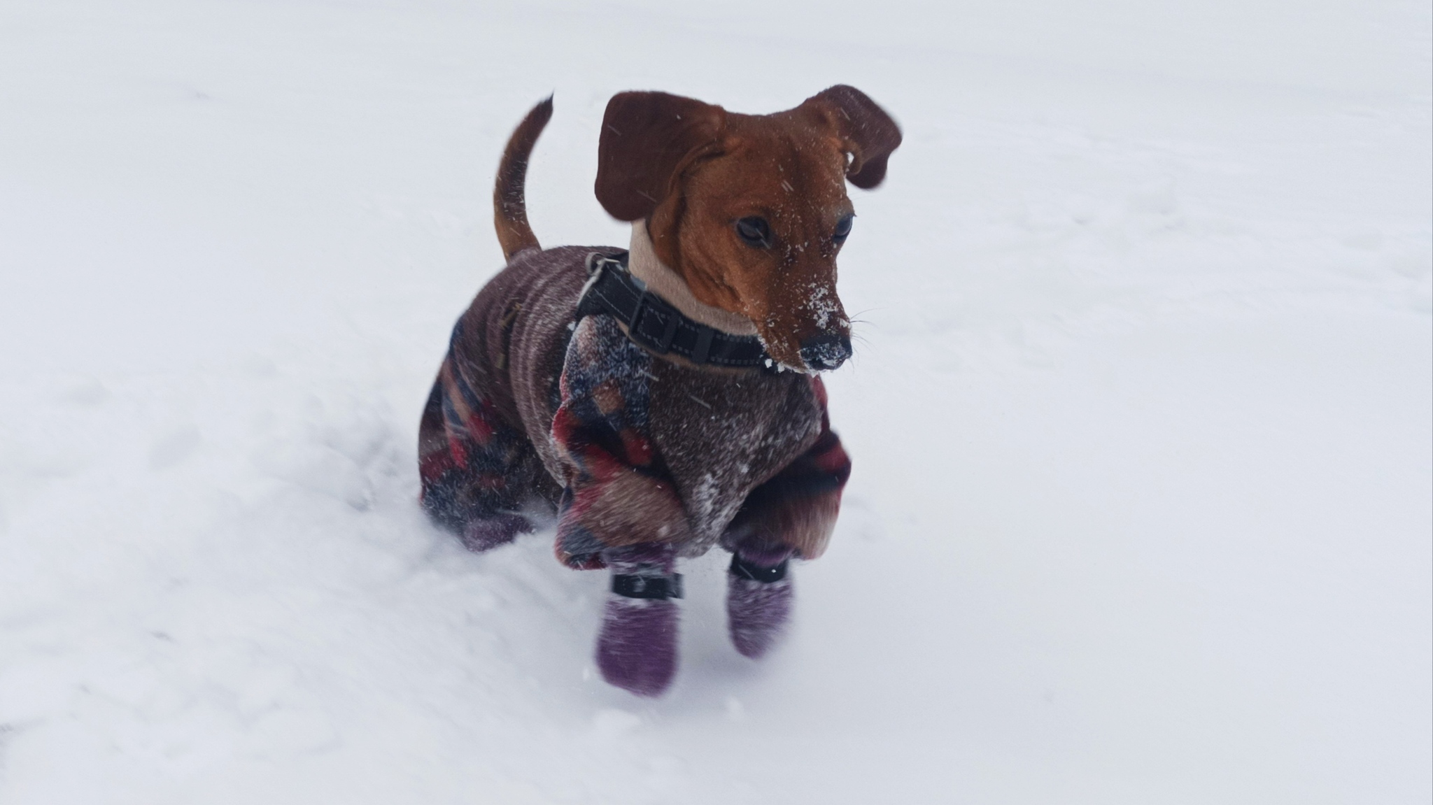 Dachshund and winter))) - My, Dachshund, Winter, Dog days, Dog, Walk, Longpost