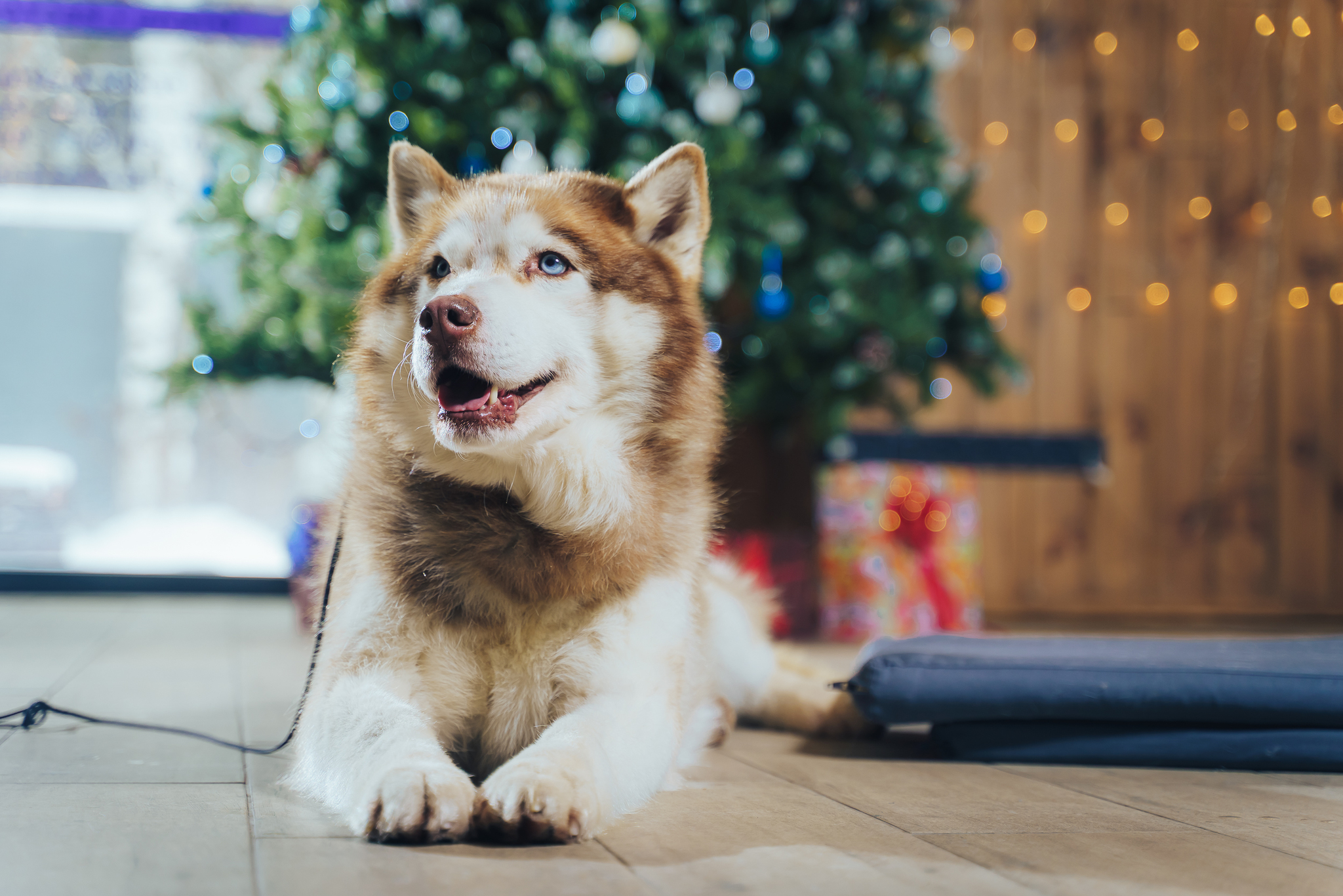 Reply to Funny faces - My, Husky, Dog, The photo, Muzzle, Funny animals, Longpost