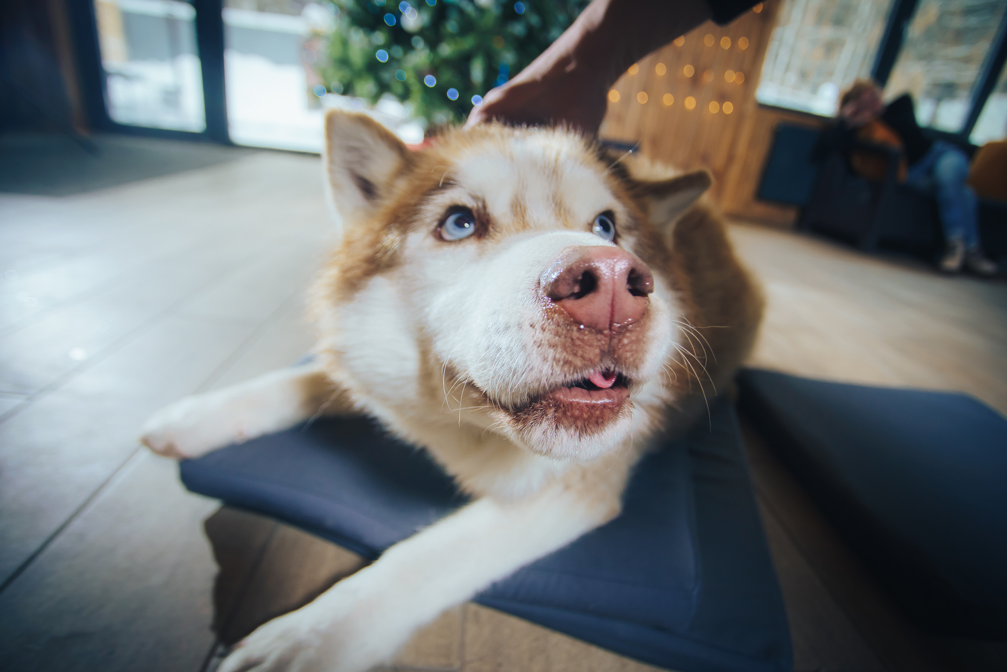 Reply to Funny faces - My, Husky, Dog, The photo, Muzzle, Funny animals, Longpost